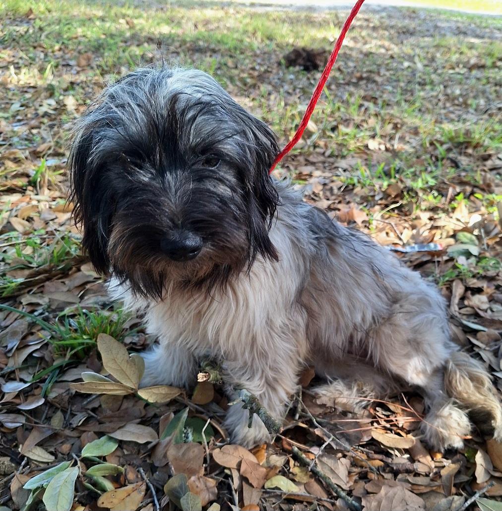 Halsey WV14206-T LOCAL Adoption Event in Woodinville 2/22, adopted, Adult Female Havanese & Lhasa Apso.