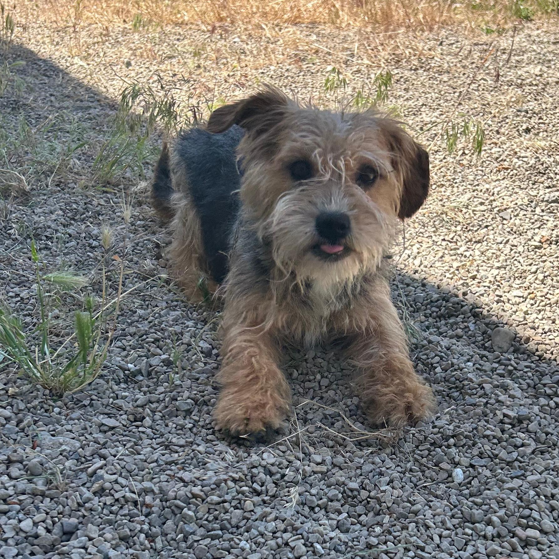 Billy Ray, an adopted mixed breed in Lindon, UT image 3/6