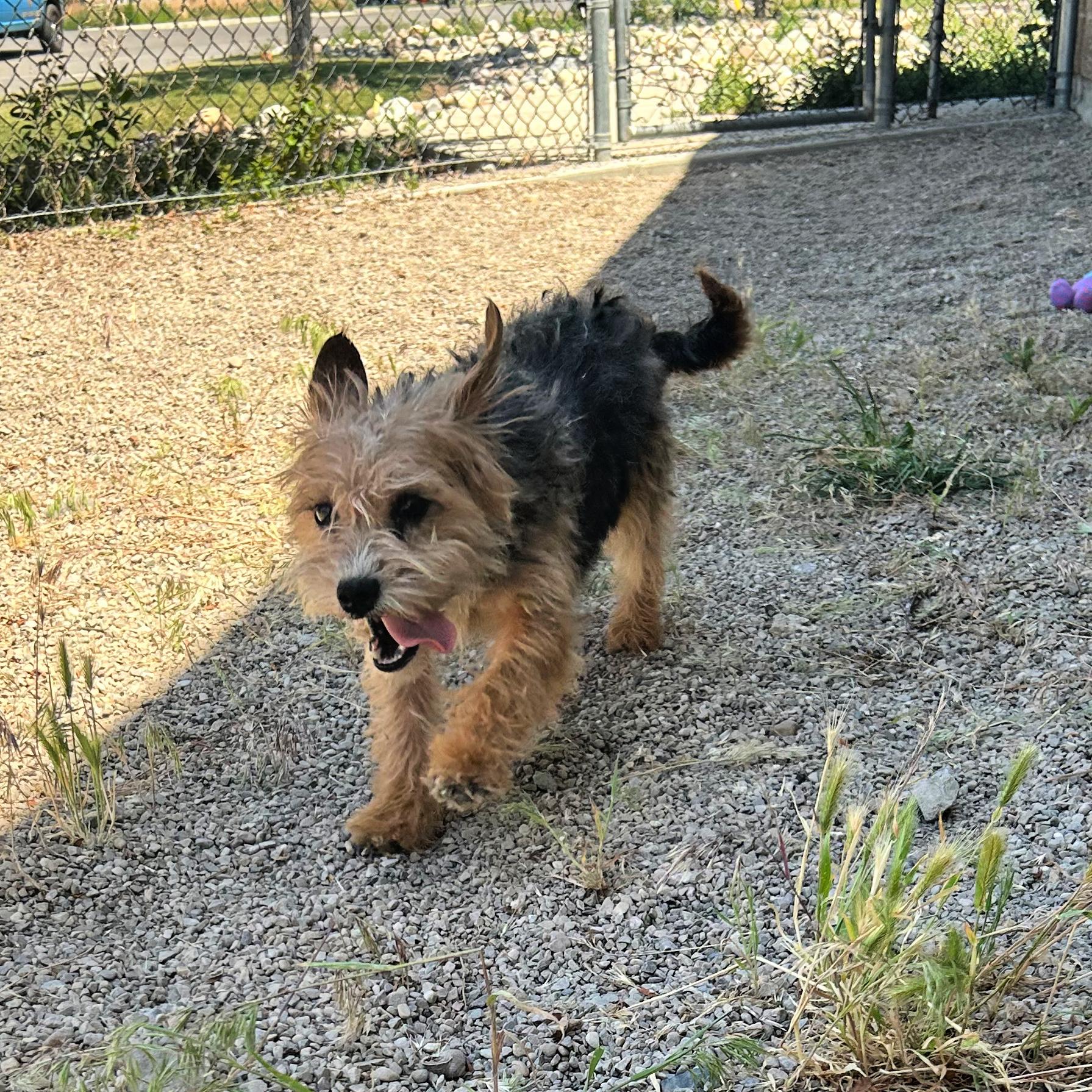 Billy Ray, an adopted mixed breed in Lindon, UT image 5/6