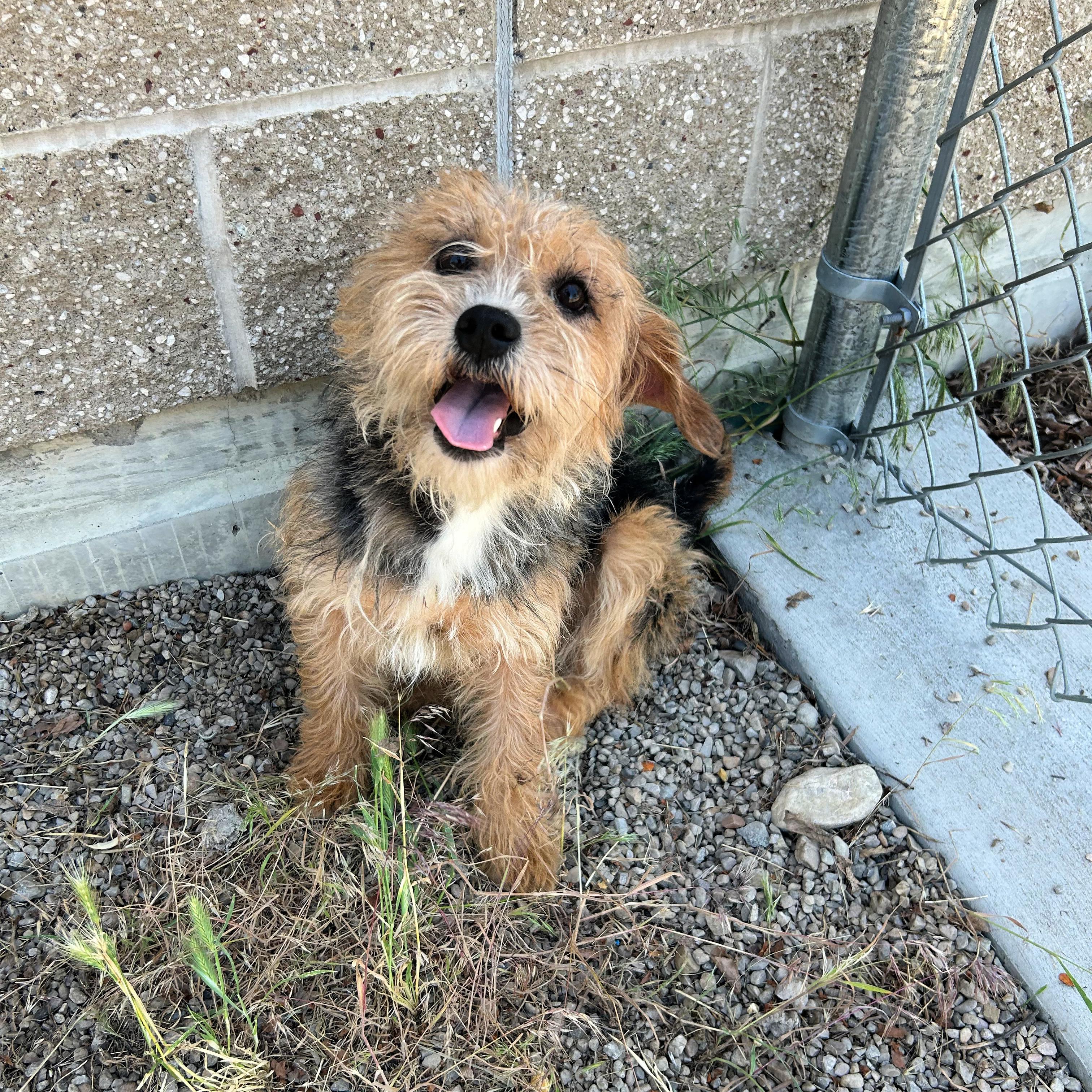Billy Ray, an adopted mixed breed in Lindon, UT image 2/6