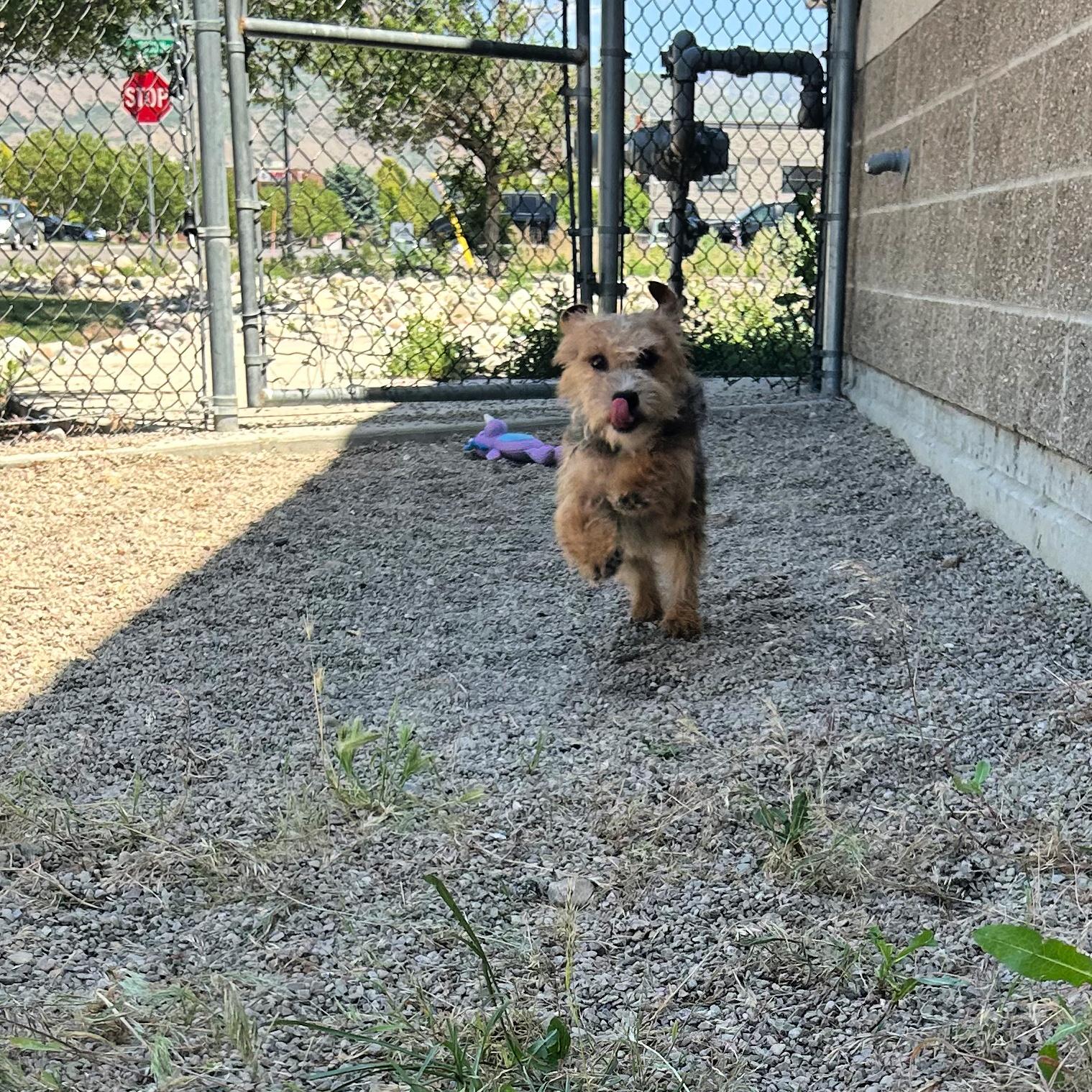 Billy Ray, an adopted mixed breed in Lindon, UT image 6/6