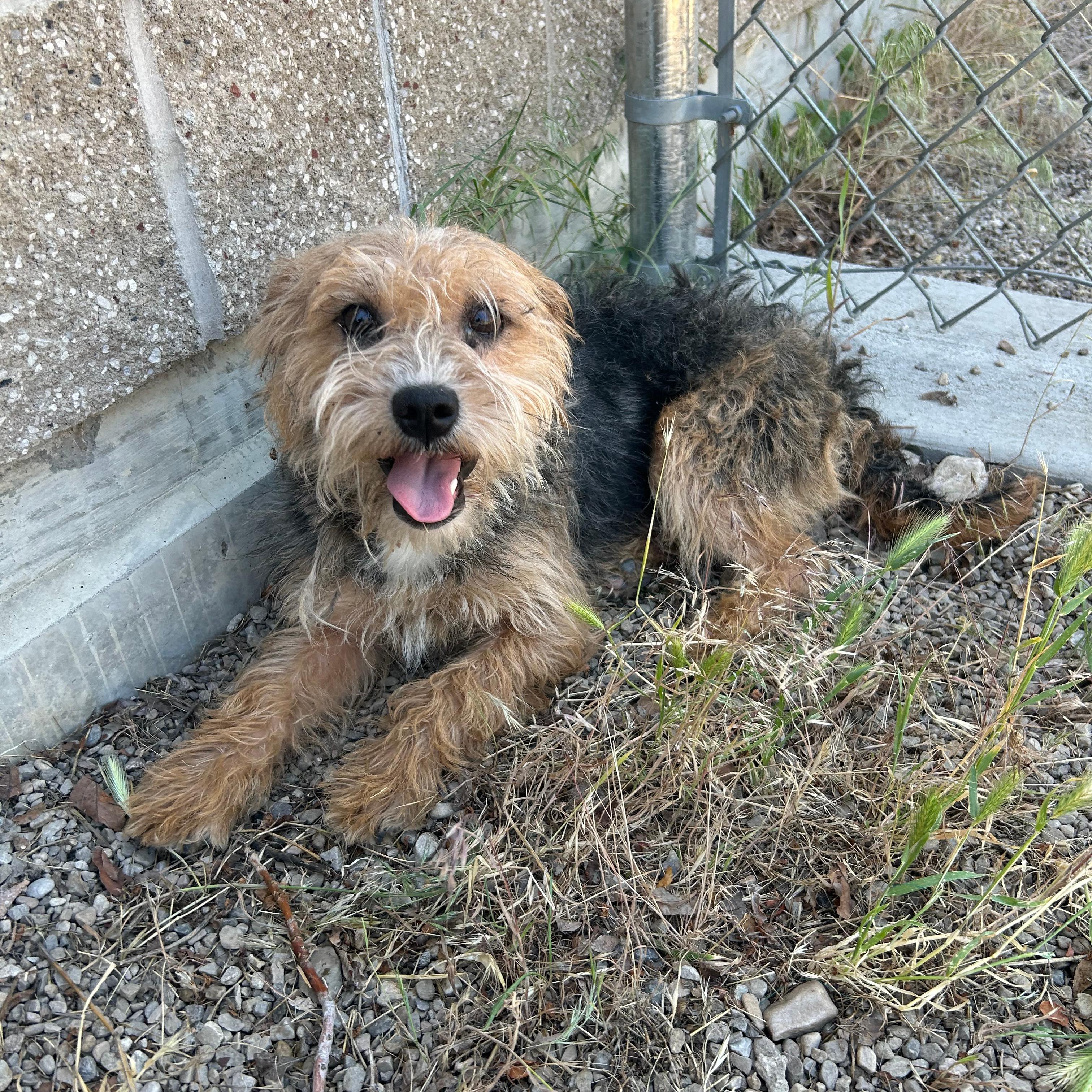 Billy Ray, an adopted mixed breed in Lindon, UT image 4/6