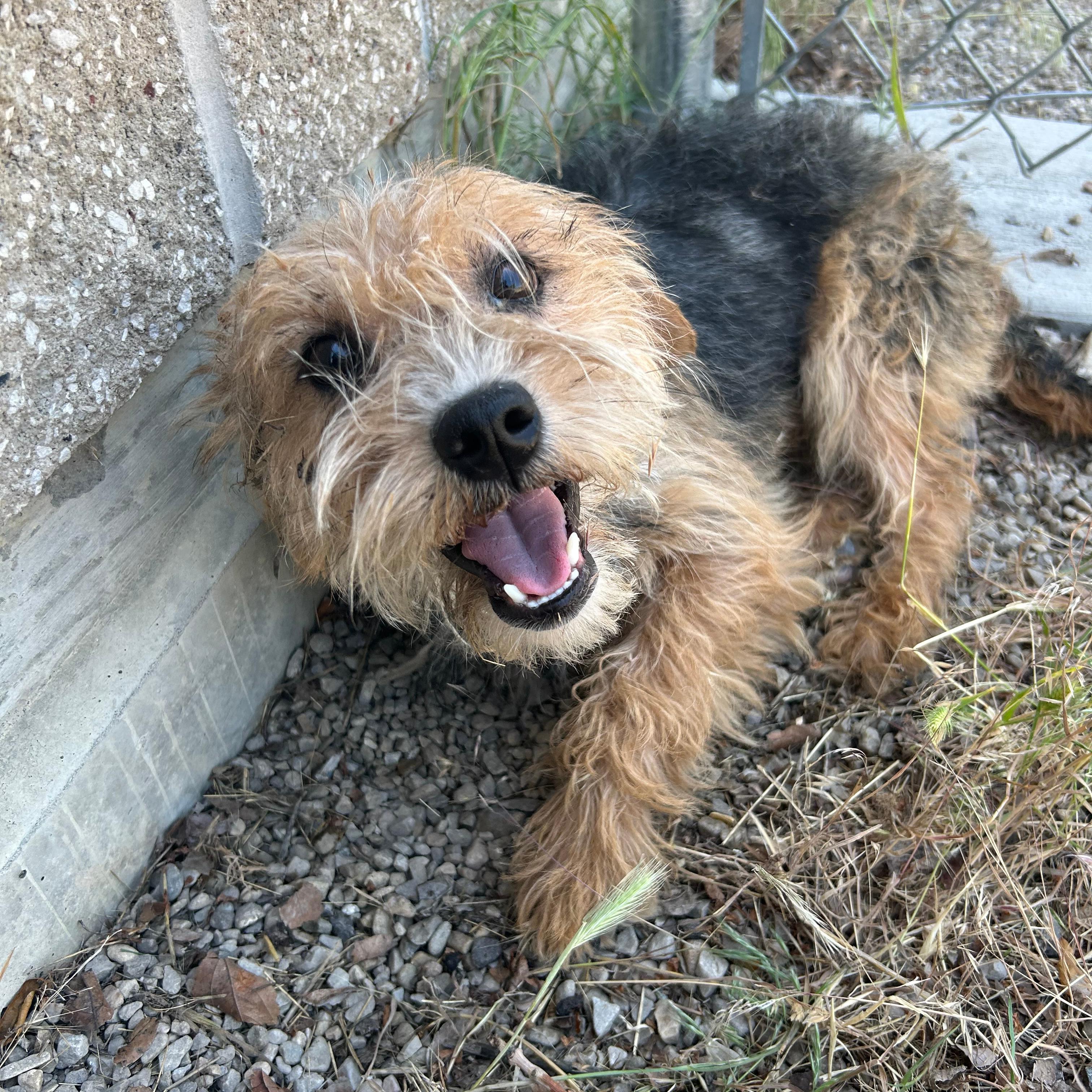 Billy Ray, an adopted mixed breed in Lindon, UT image 1/6