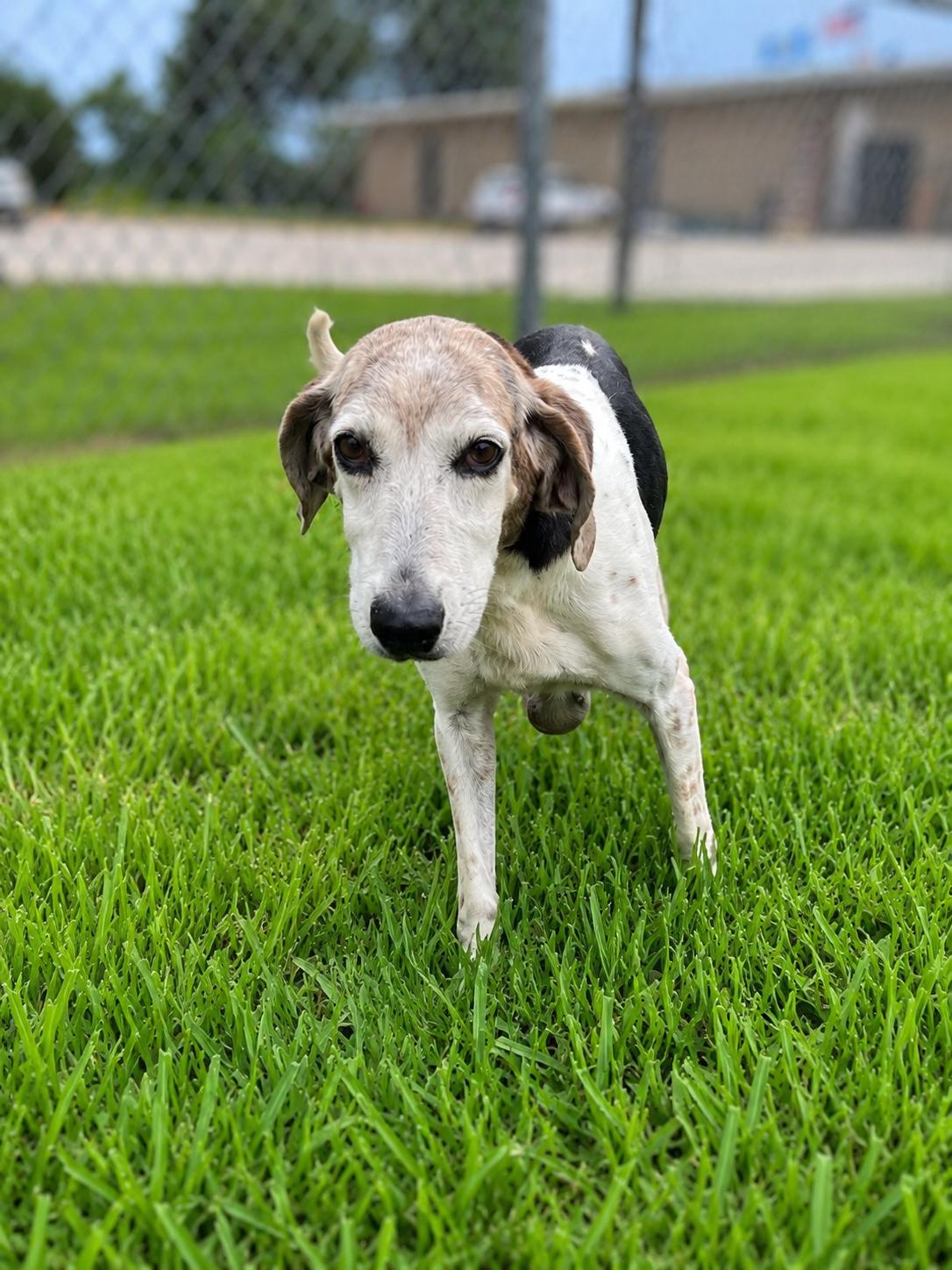 Enlarge Molly, a ADOPTABLE mixed breed in Plaquemine, LA image 1/1