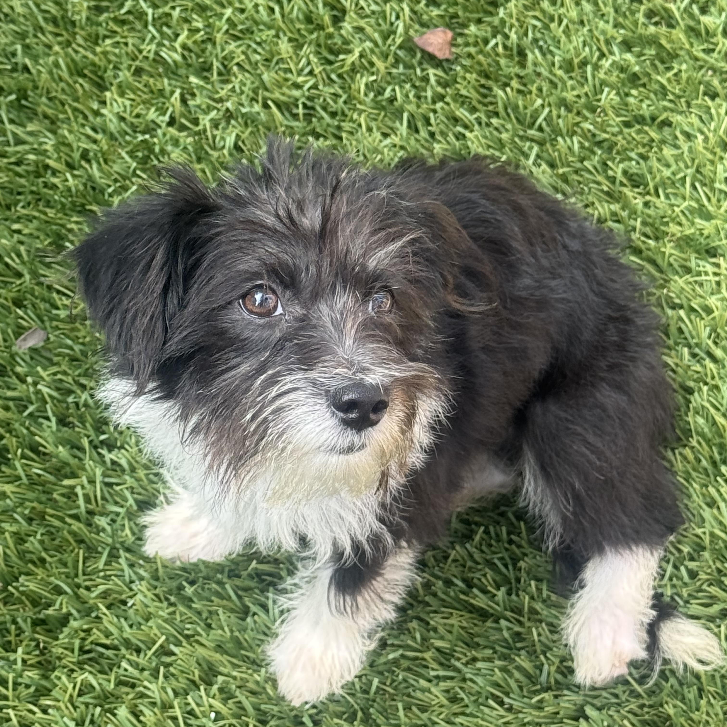 Enlarge GIGI, a Adopted mixed breed in Irvine, CA image 2/6