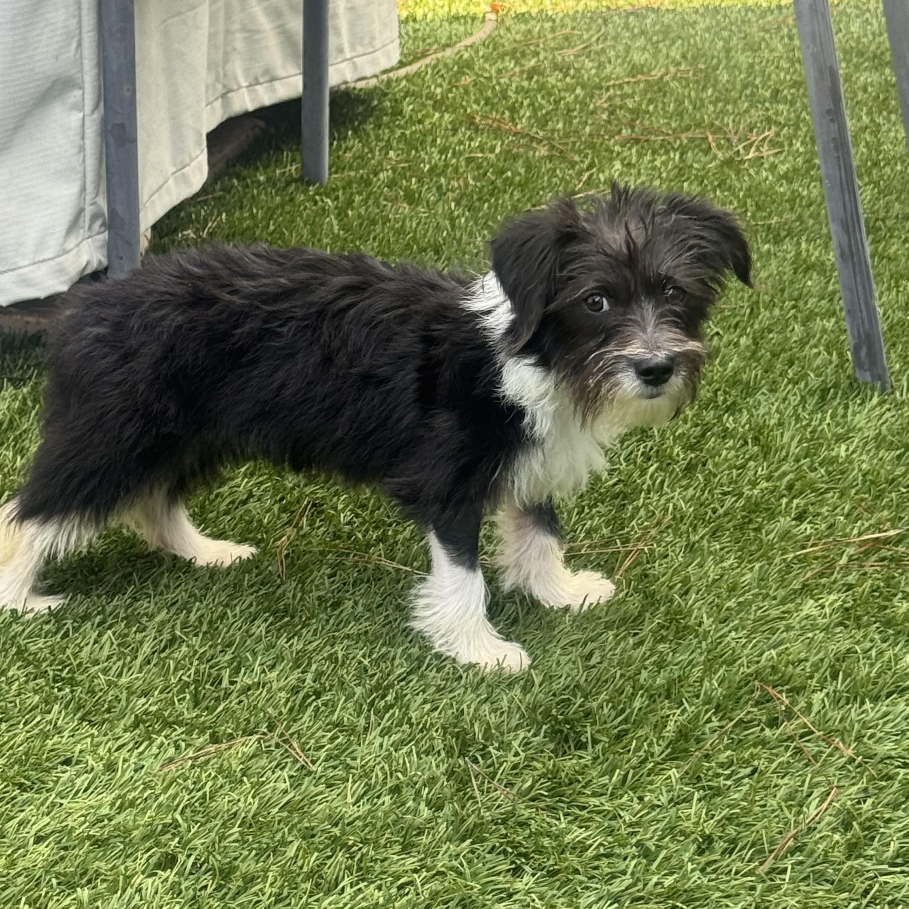 GIGI, Adopted, Puppy Female Terrier.