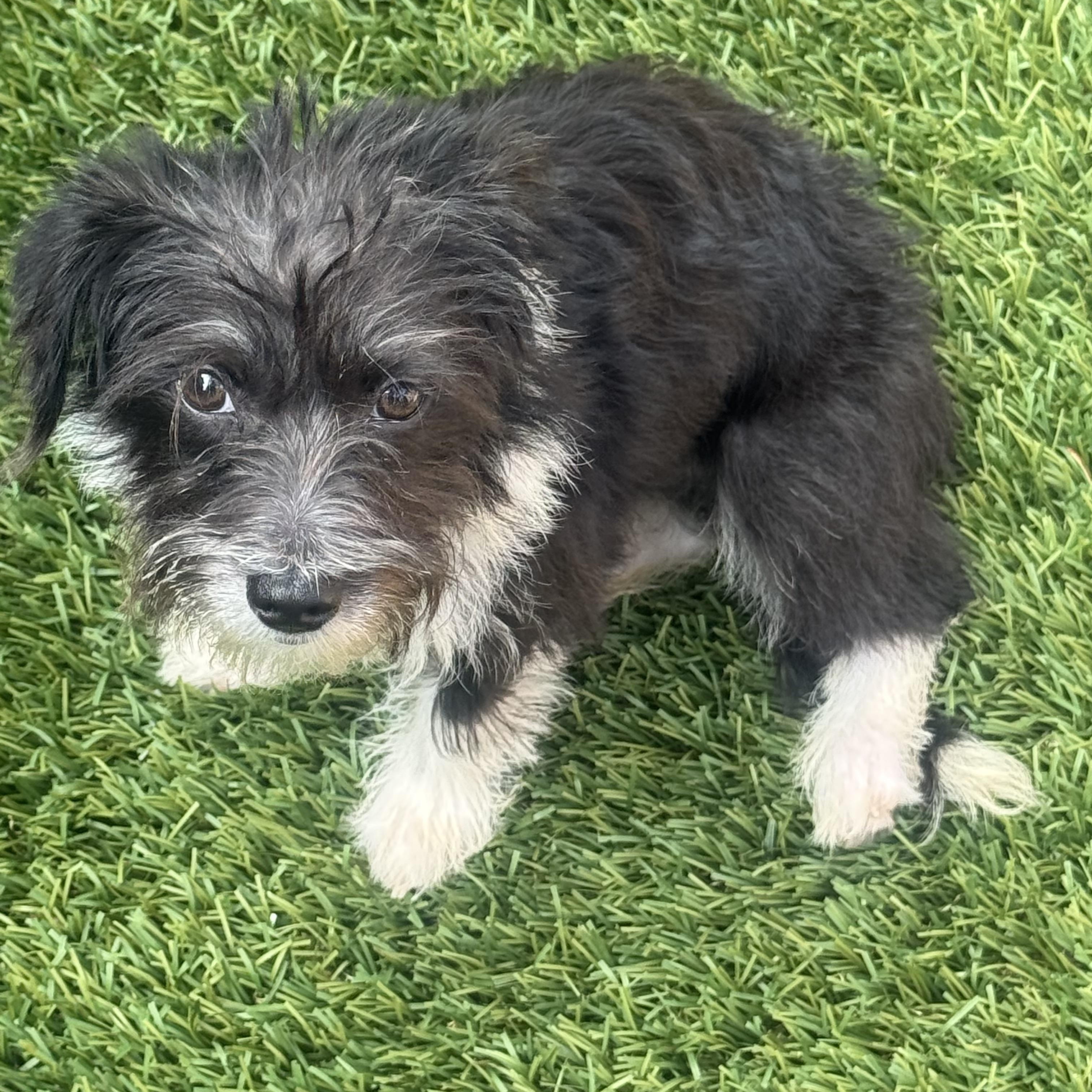 Enlarge GIGI, a Adopted mixed breed in Irvine, CA image 4/6