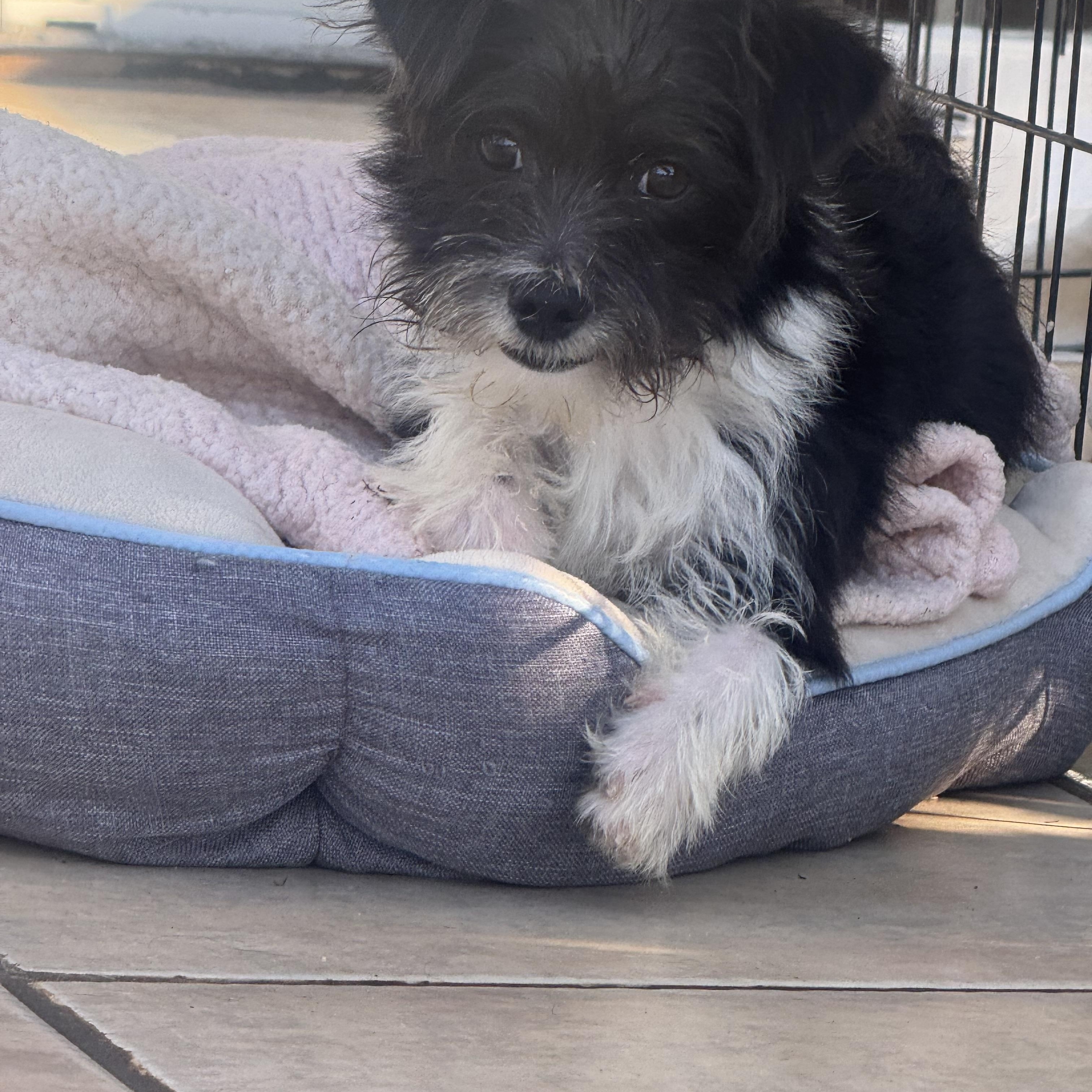 Enlarge GIGI, a Adopted mixed breed in Irvine, CA image 5/6
