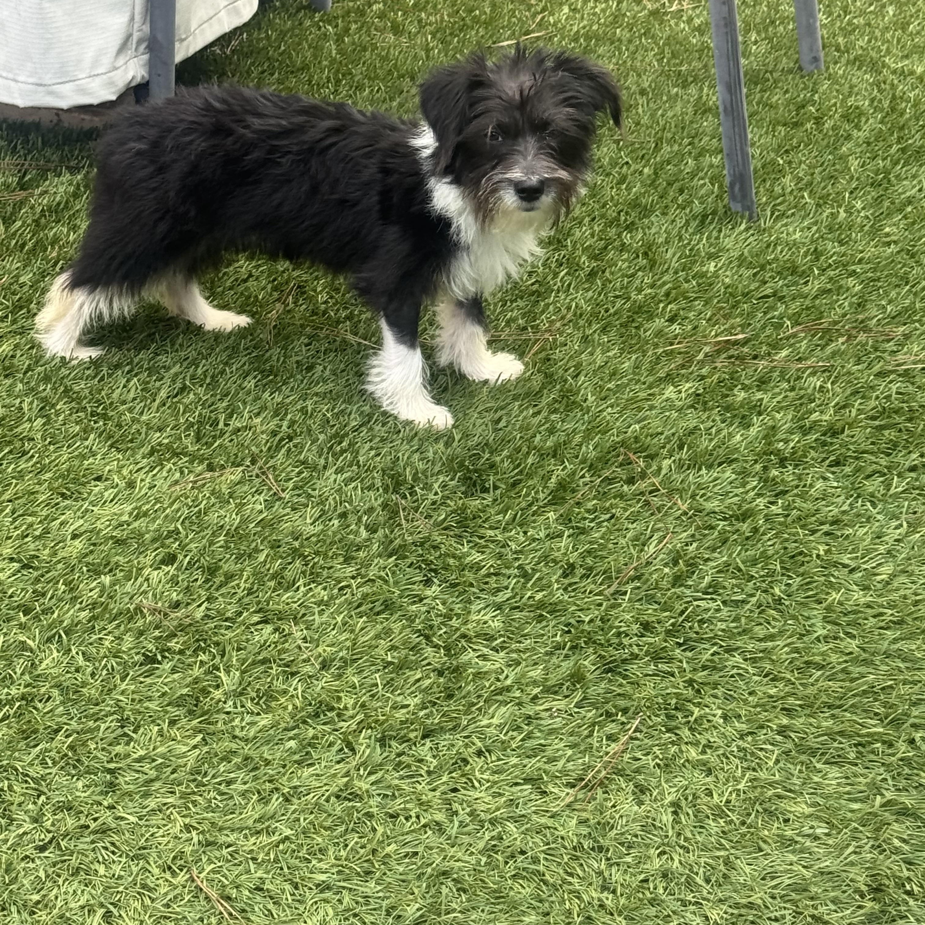 Enlarge GIGI, a Adopted mixed breed in Irvine, CA image 3/6