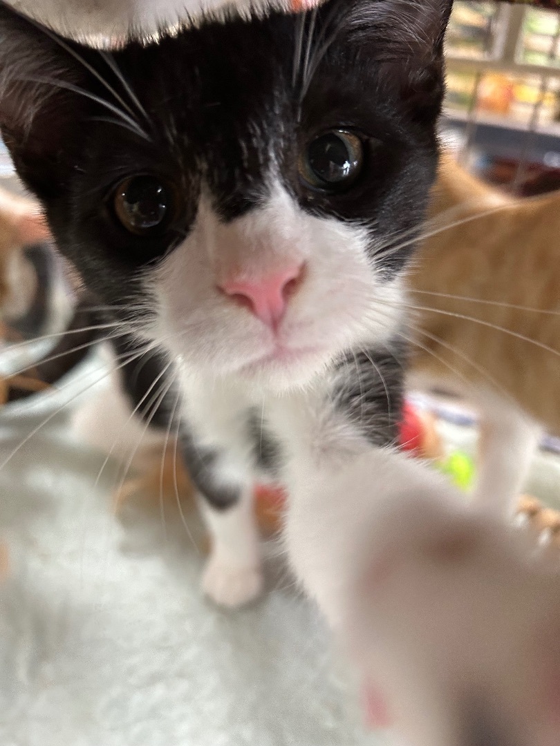 Maestro/Mister photo 1