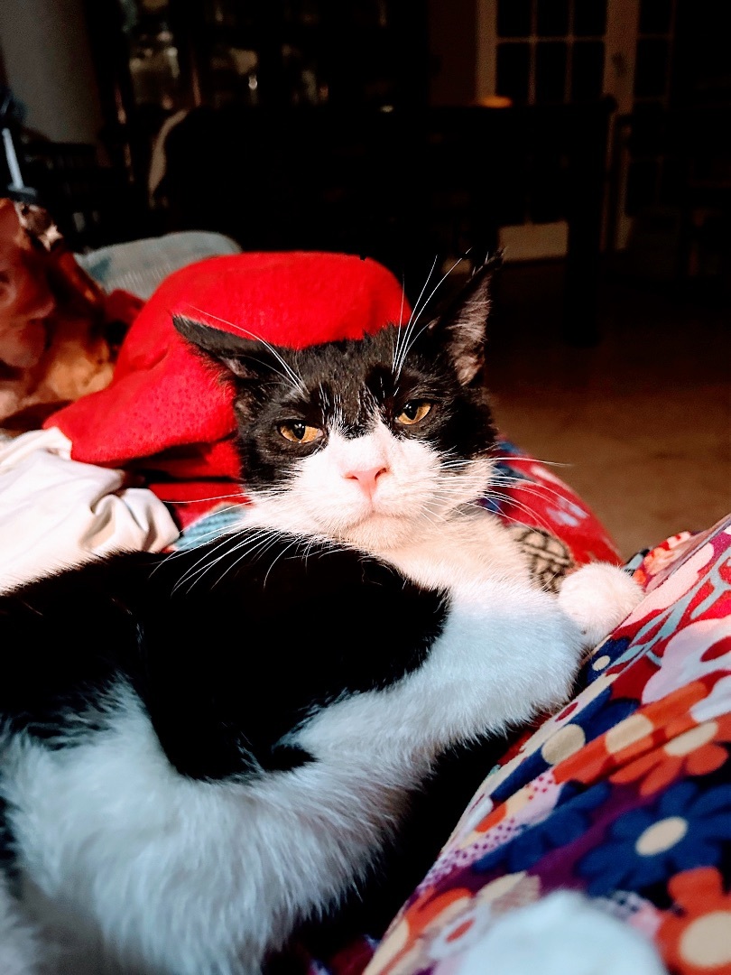 Maestro/Mister photo 2
