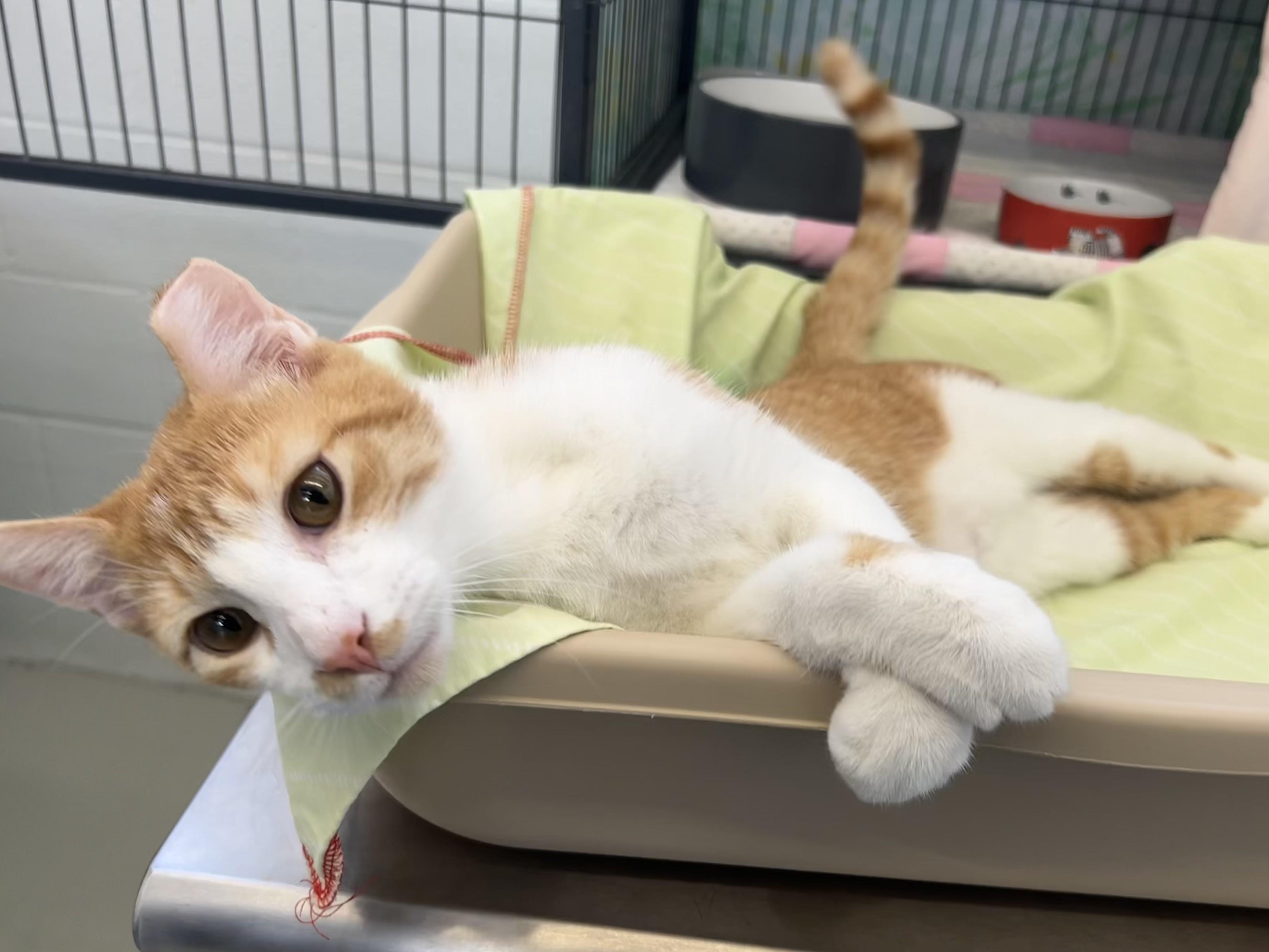 Peavey, a ADOPTABLE Domestic Short Hair in St. Louis, MO image 3/6