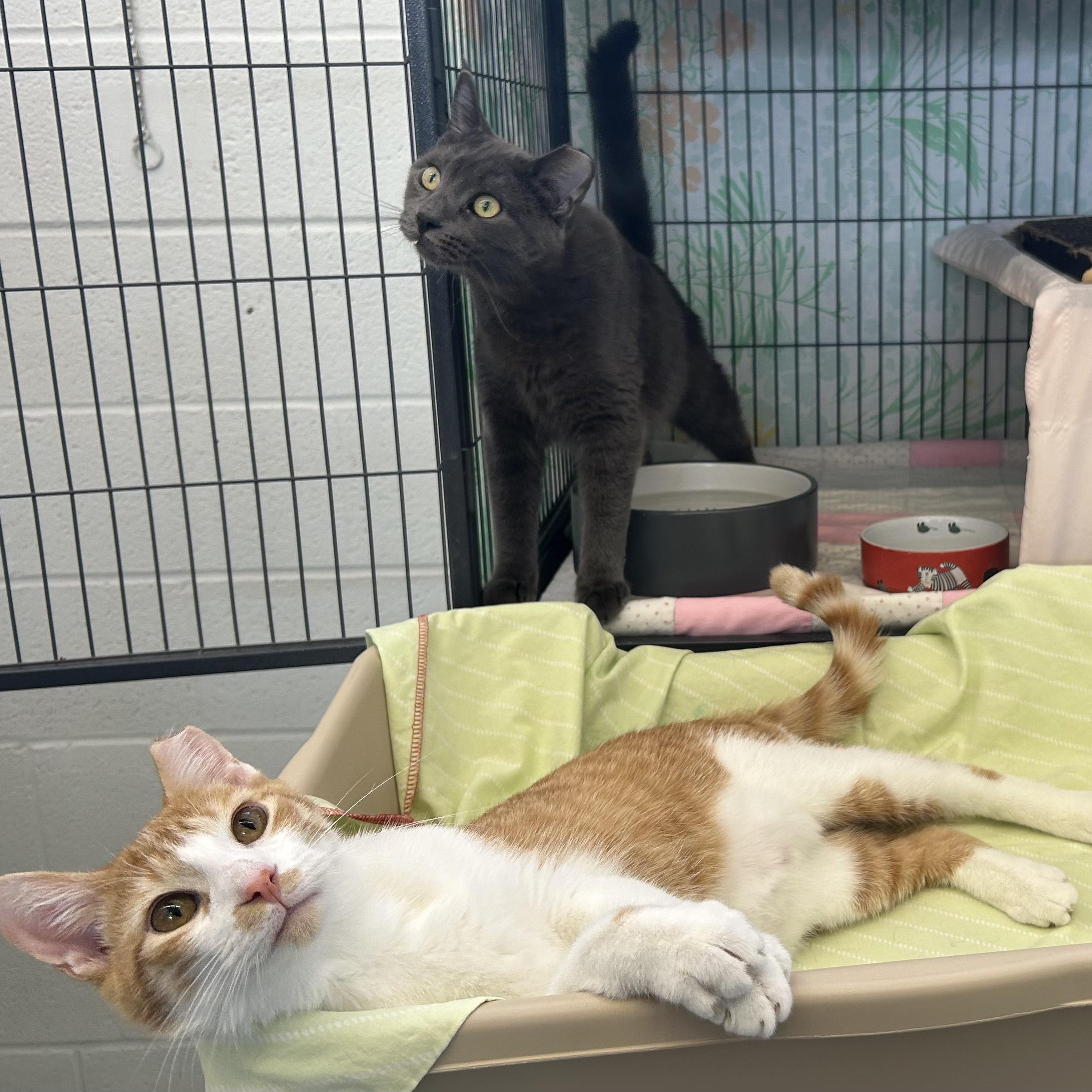 Peavey, a ADOPTABLE Domestic Short Hair in St. Louis, MO image 6/6