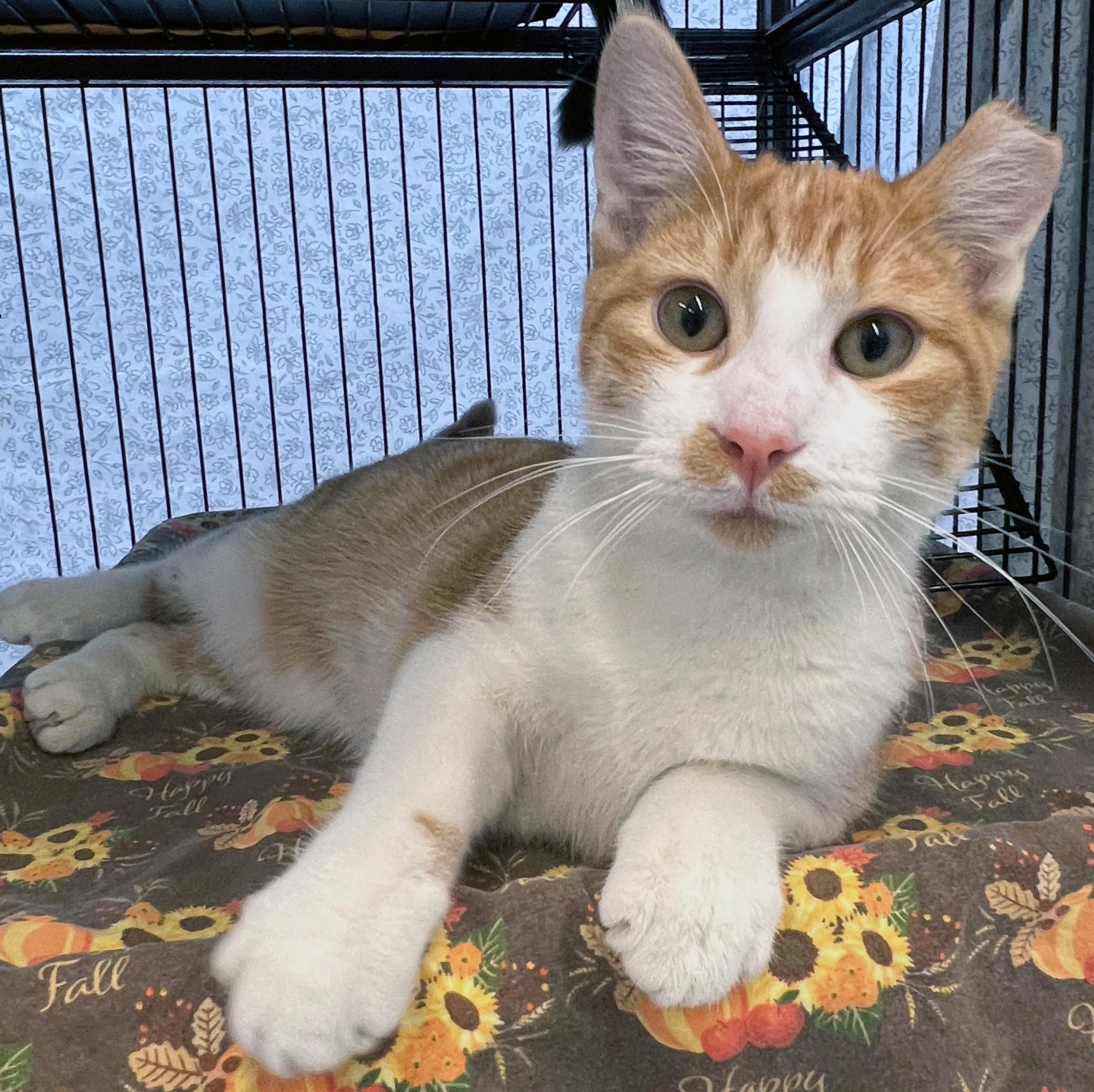 Enlarge Peavey, a ADOPTABLE Domestic Short Hair in St. Louis, MO image 1/1