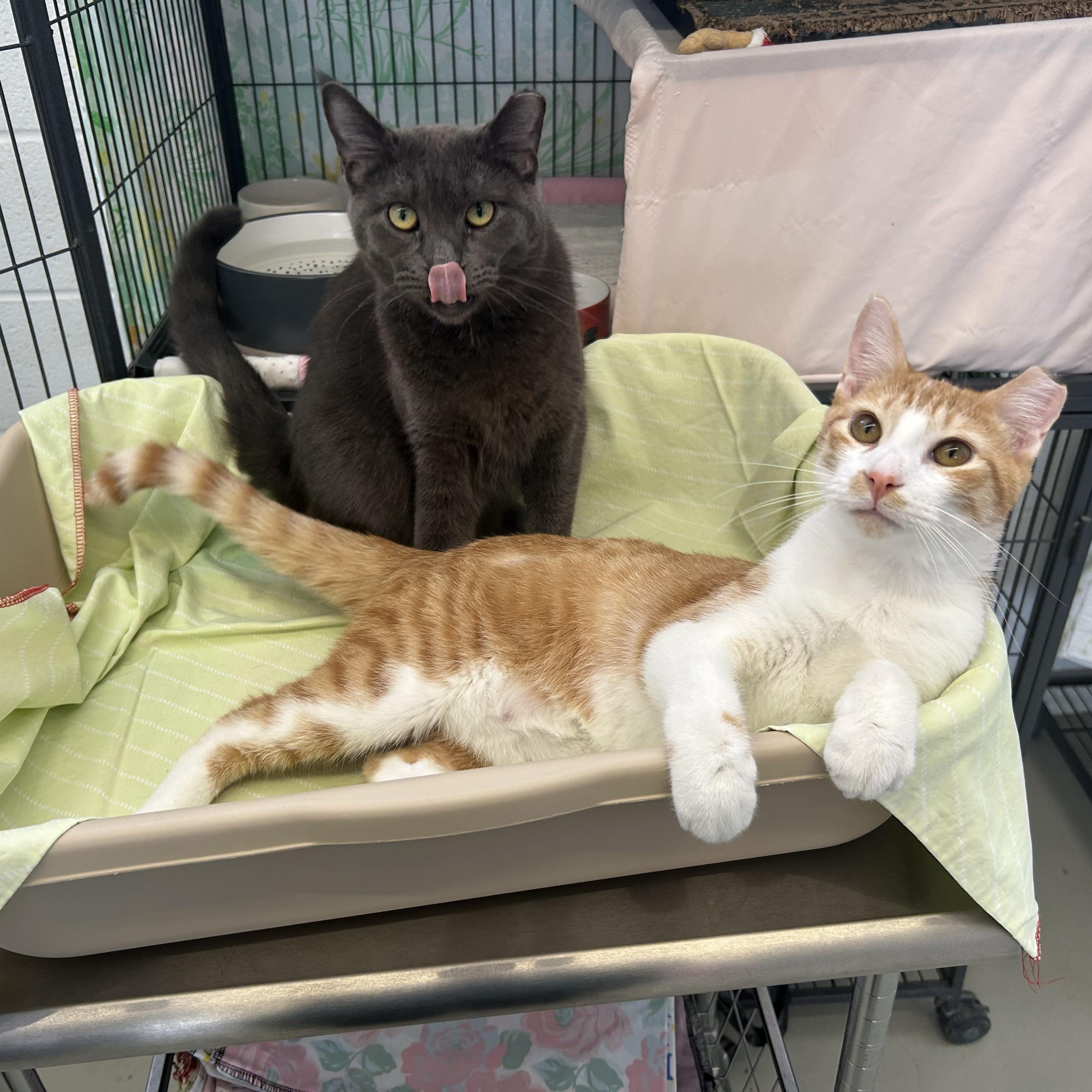 Peavey, a ADOPTABLE Domestic Short Hair in St. Louis, MO image 5/6