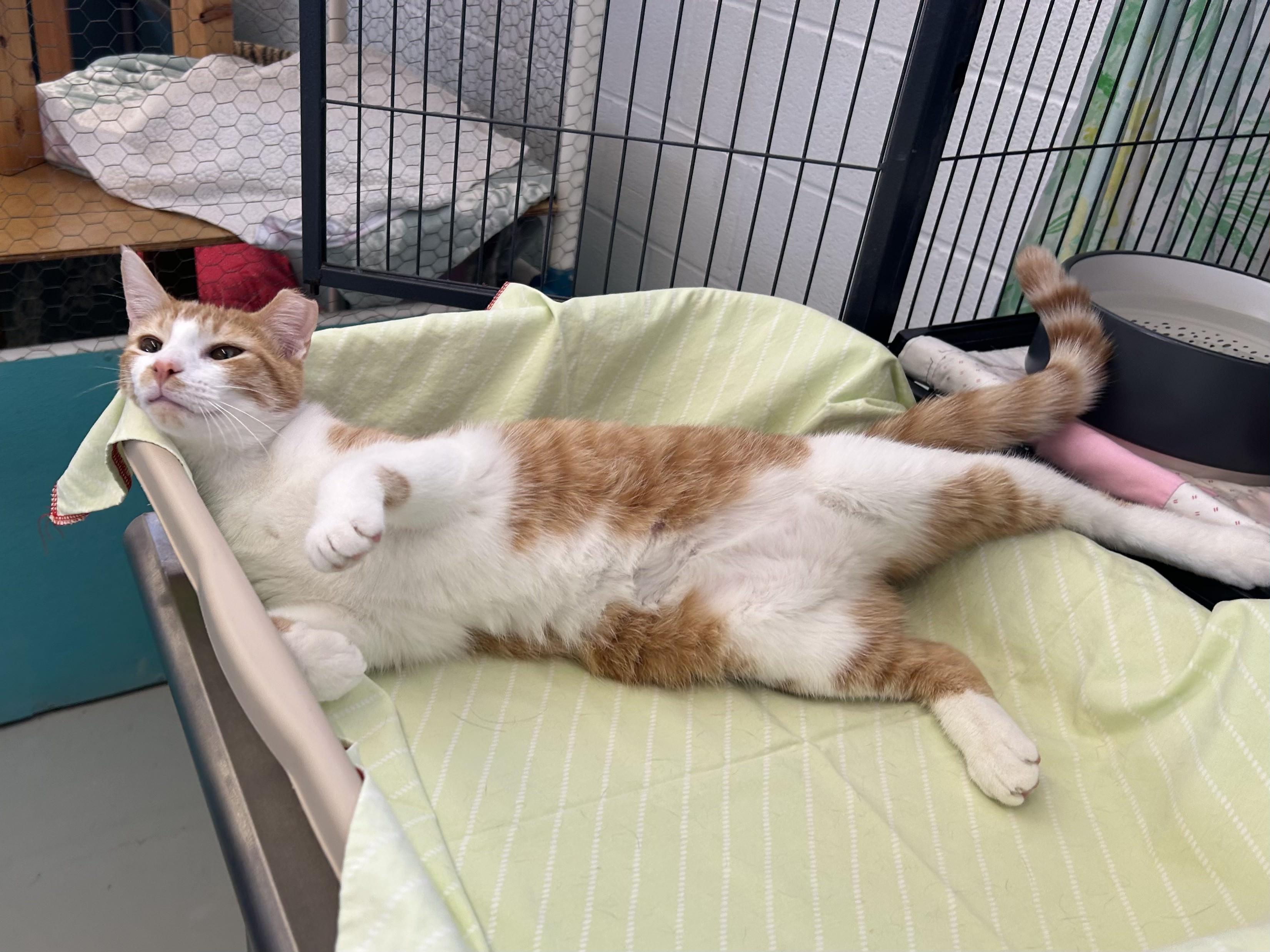 Peavey, ADOPTABLE, Young Male Domestic Short Hair.