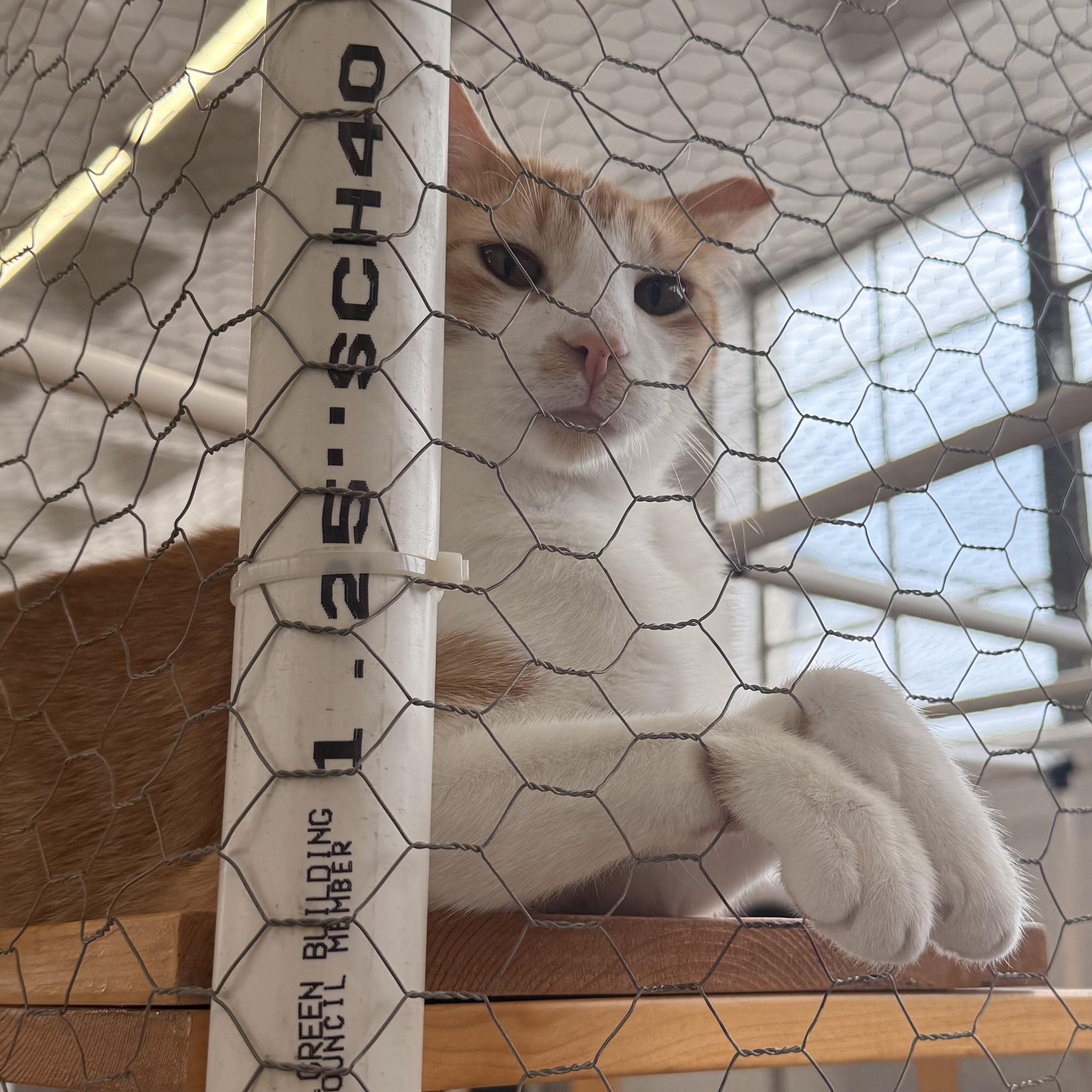 Peavey, a ADOPTABLE Domestic Short Hair in St. Louis, MO image 4/6