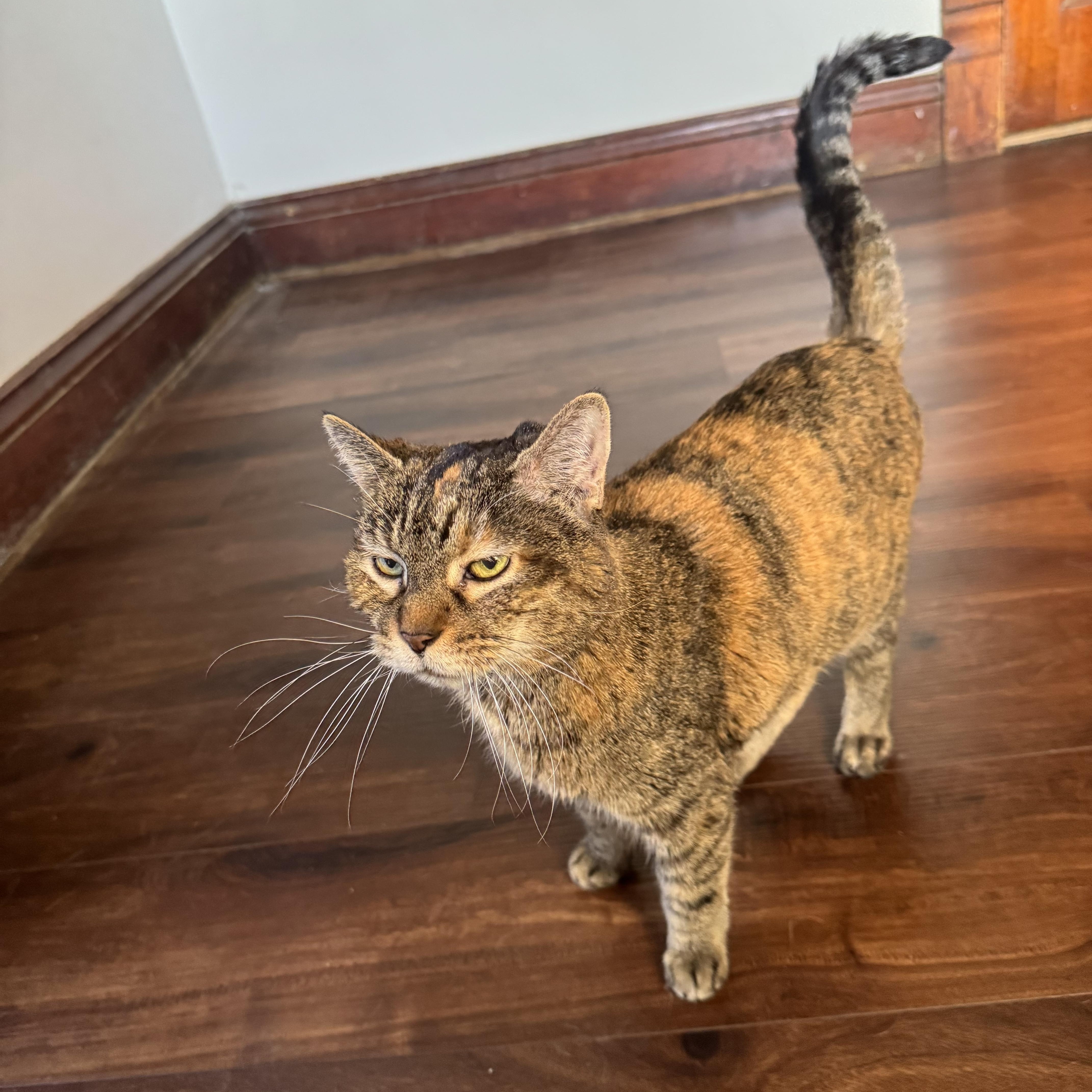 Enlarge Cheddar, an adopted Domestic Short Hair in Amboy, IL image 2/4