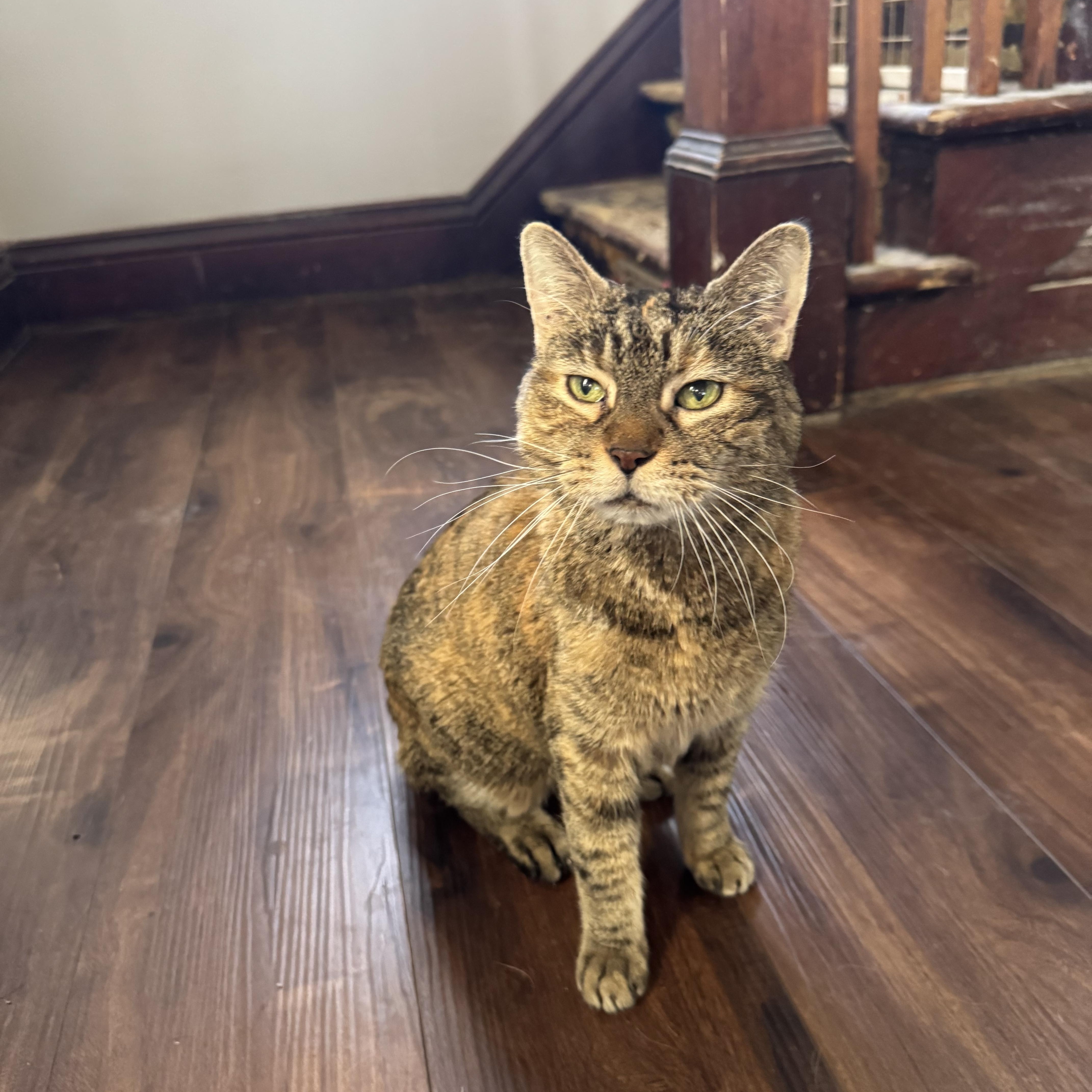 Enlarge Cheddar, an adopted Domestic Short Hair in Amboy, IL image 3/4
