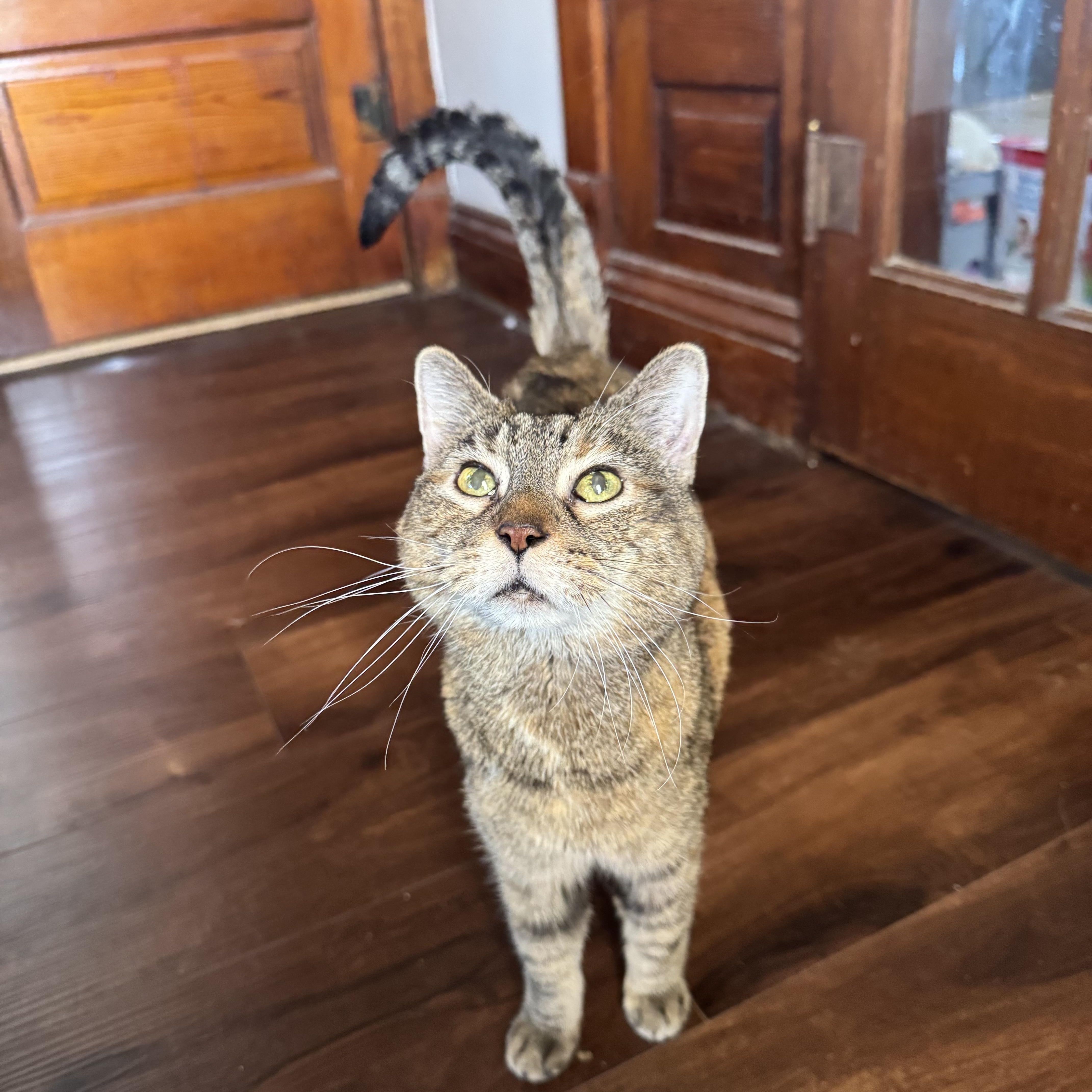 Cheddar, adopted, Senior Female Domestic Short Hair.