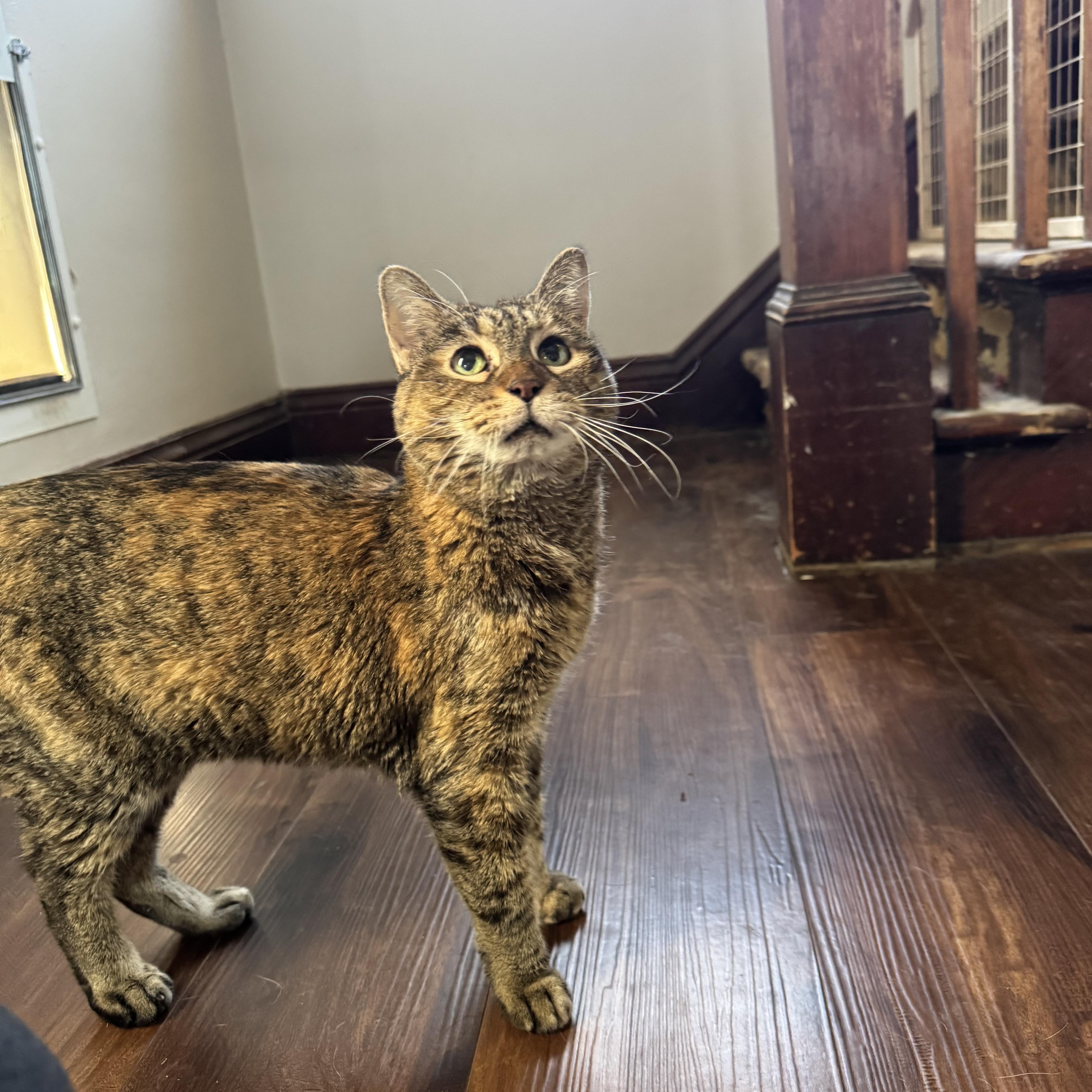 Enlarge Cheddar, an adopted Domestic Short Hair in Amboy, IL image 4/4