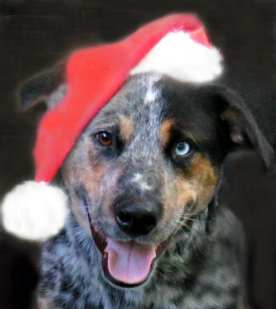 Enlarge Nick, an adopted mixed breed in Lexington, VA image 1/2