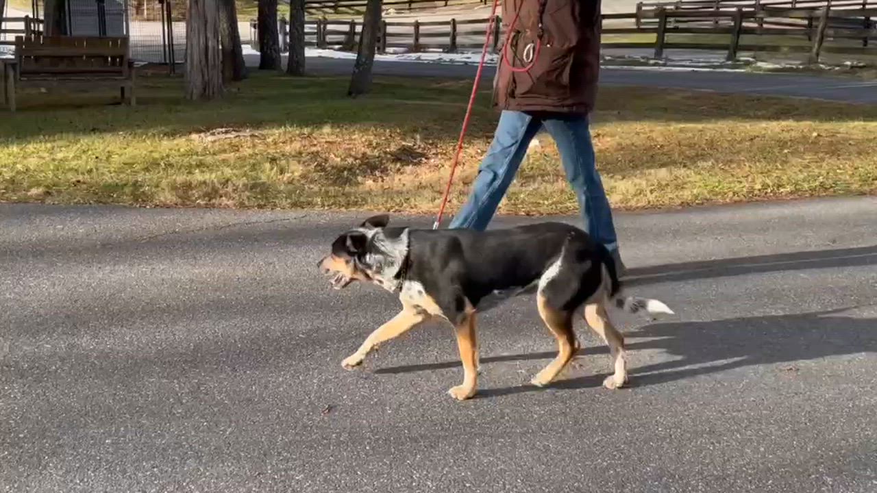 Enlarge Nick, an adopted mixed breed in Lexington, VA video 2/2