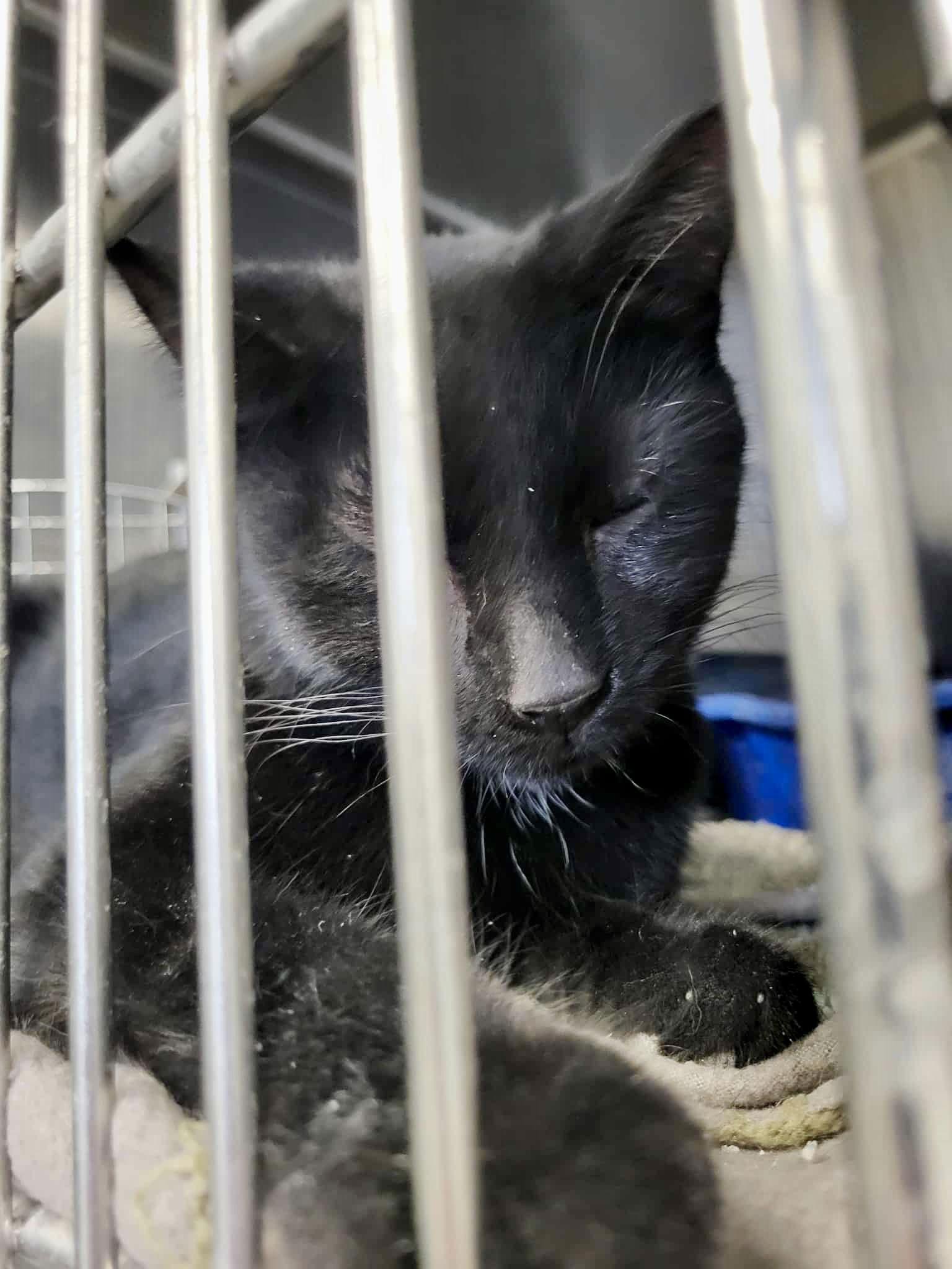 Waffles — thumbnail 2