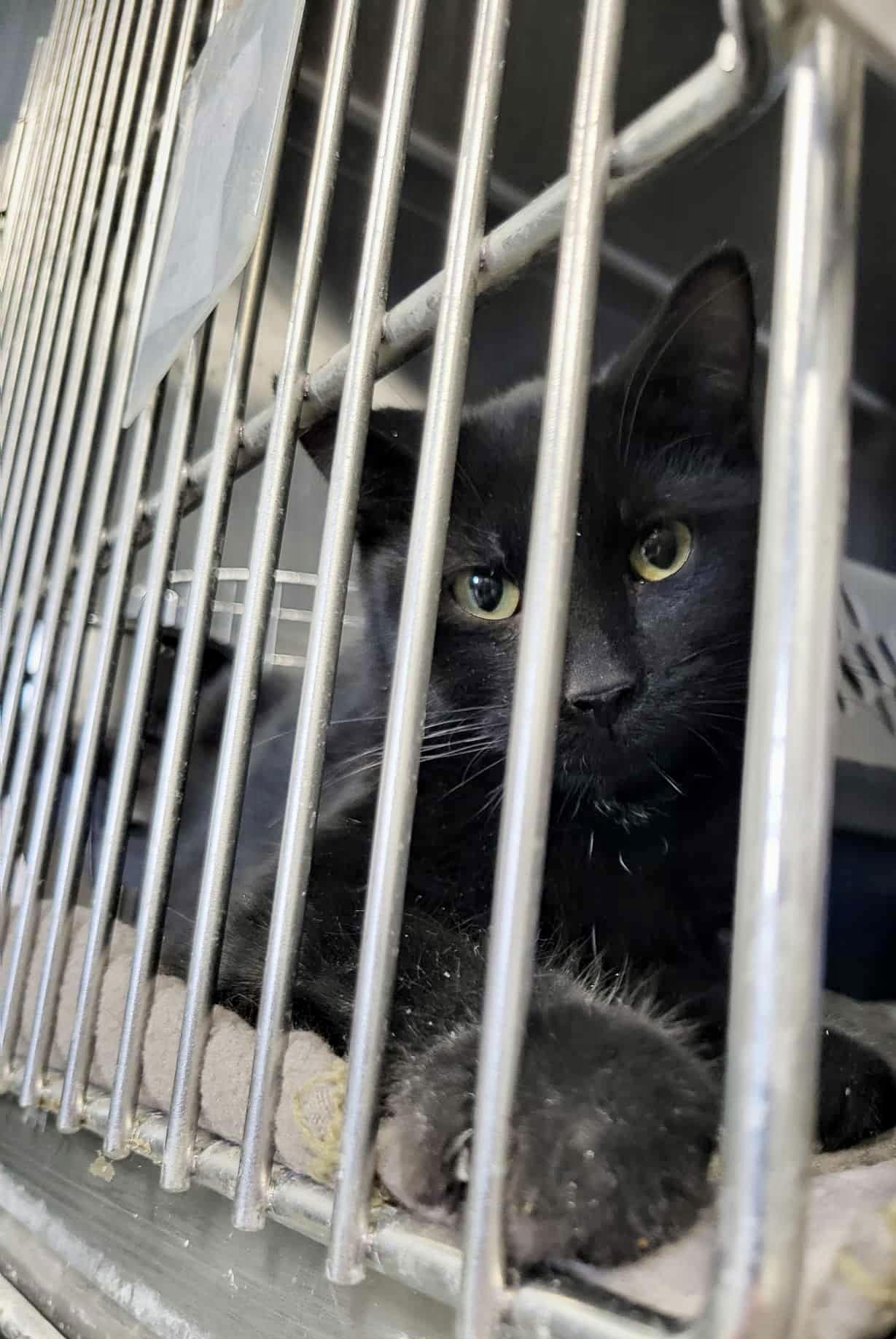 Waffles — thumbnail 3