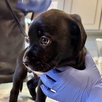 Enlarge Mr Pickles, an adoptable mixed breed in Sherman Oaks, CA image 2/6