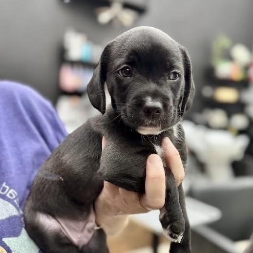 Enlarge Mr Pickles, an adoptable mixed breed in Sherman Oaks, CA image 3/6