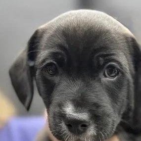 Enlarge Mr Pickles, an adoptable mixed breed in Sherman Oaks, CA image 1/6