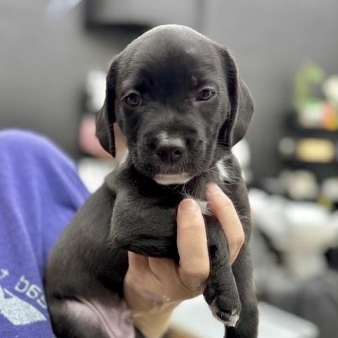 Enlarge Mr Pickles, an adoptable mixed breed in Sherman Oaks, CA image 5/6