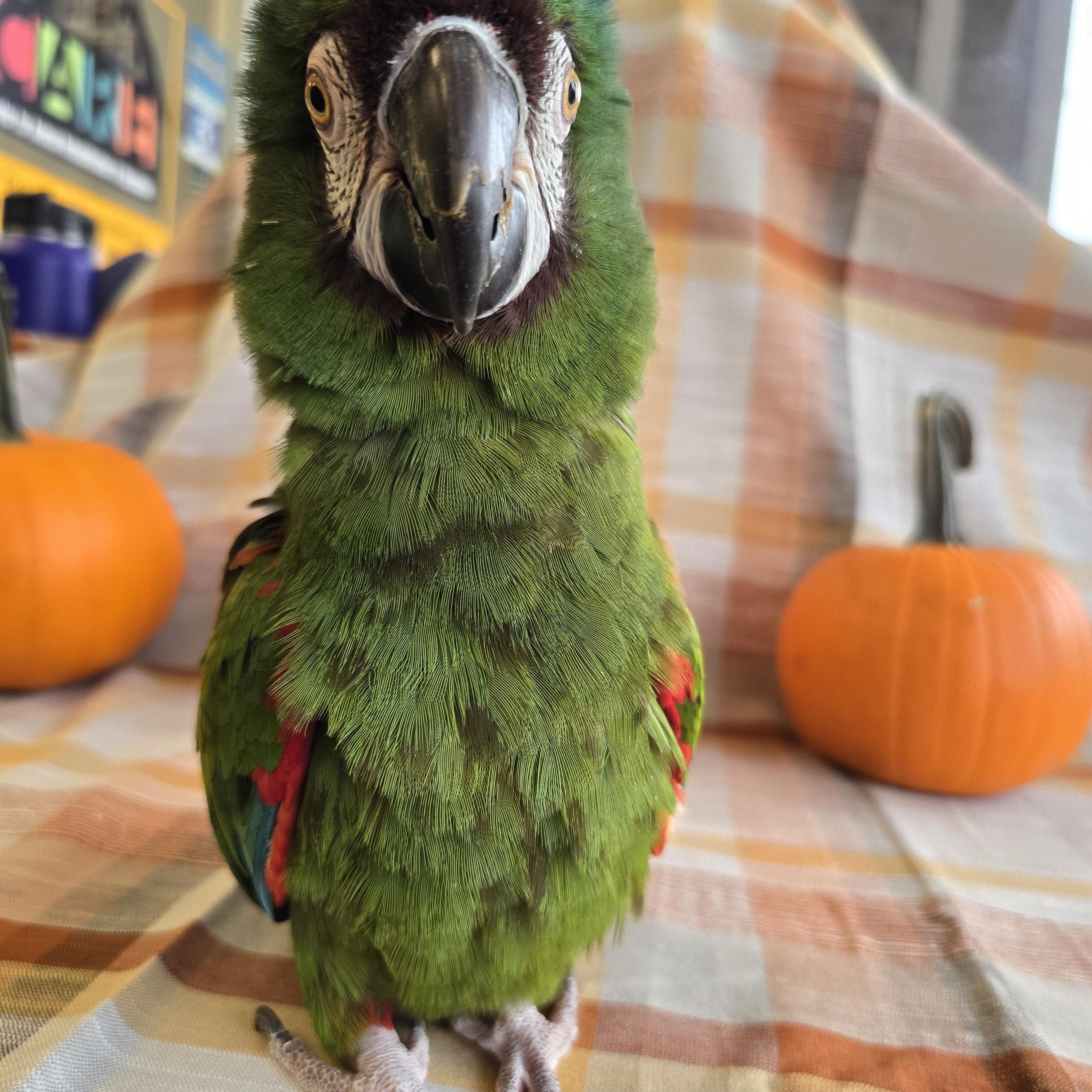 Enlarge Emma, a Adoptable Macaw in Waukesha, WI image 4/5