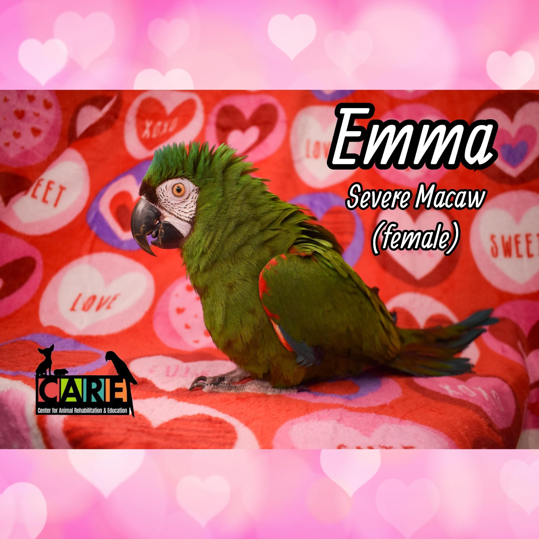Enlarge Emma, a Adoptable Macaw in Waukesha, WI image 3/5