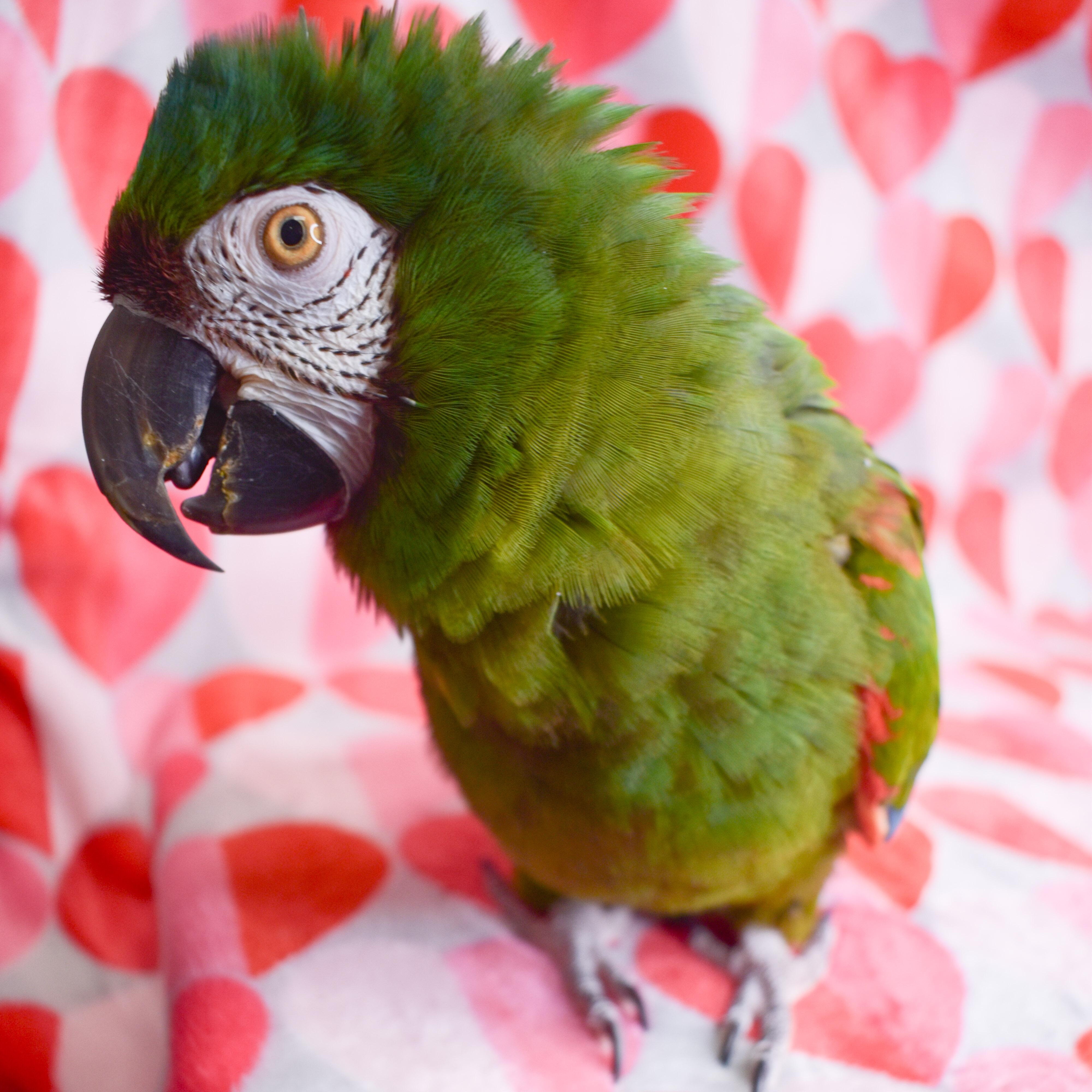 Enlarge Emma, a Adoptable Macaw in Waukesha, WI image 1/6