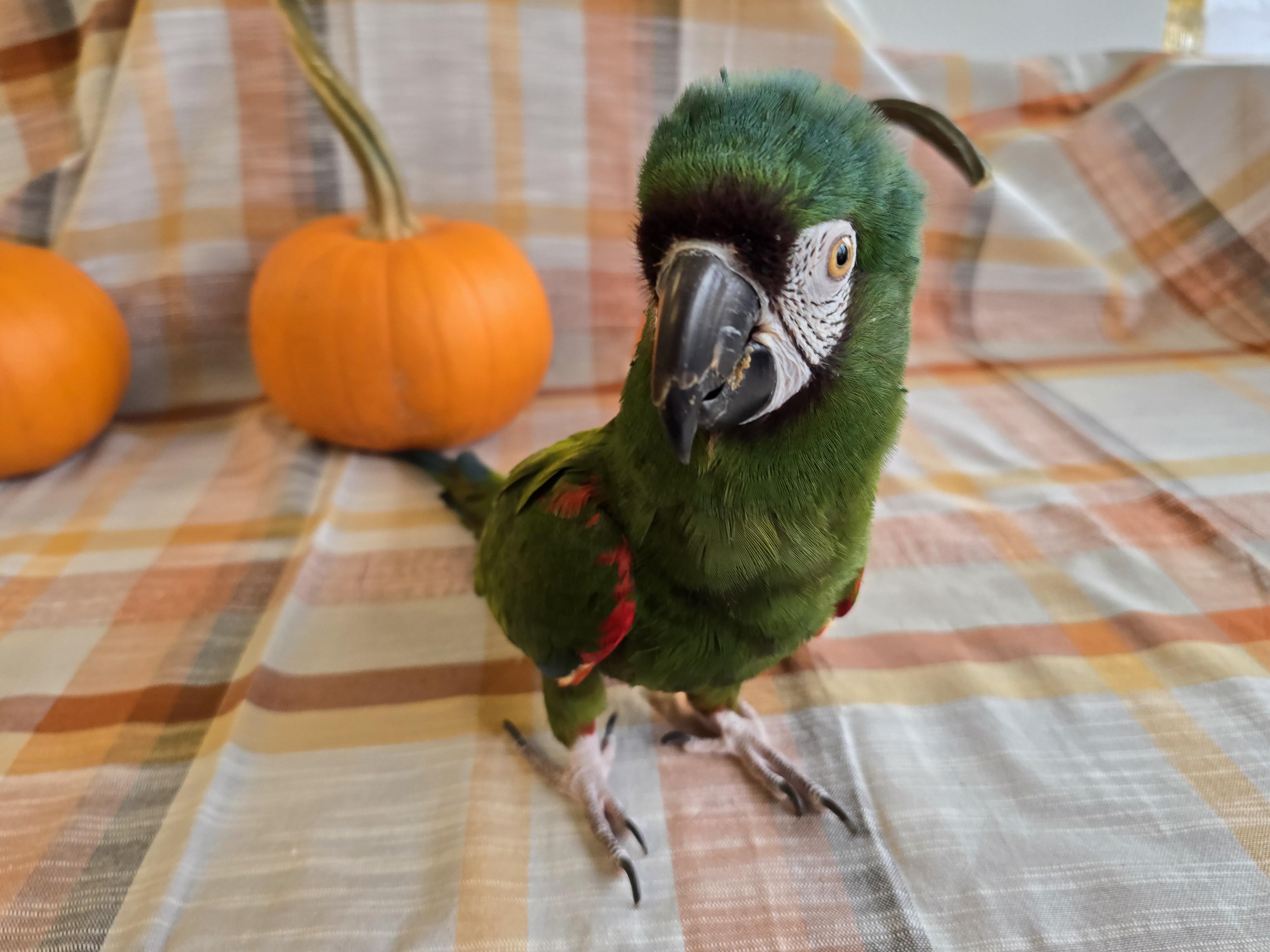 Enlarge Emma, a Adoptable Macaw in Waukesha, WI image 5/5