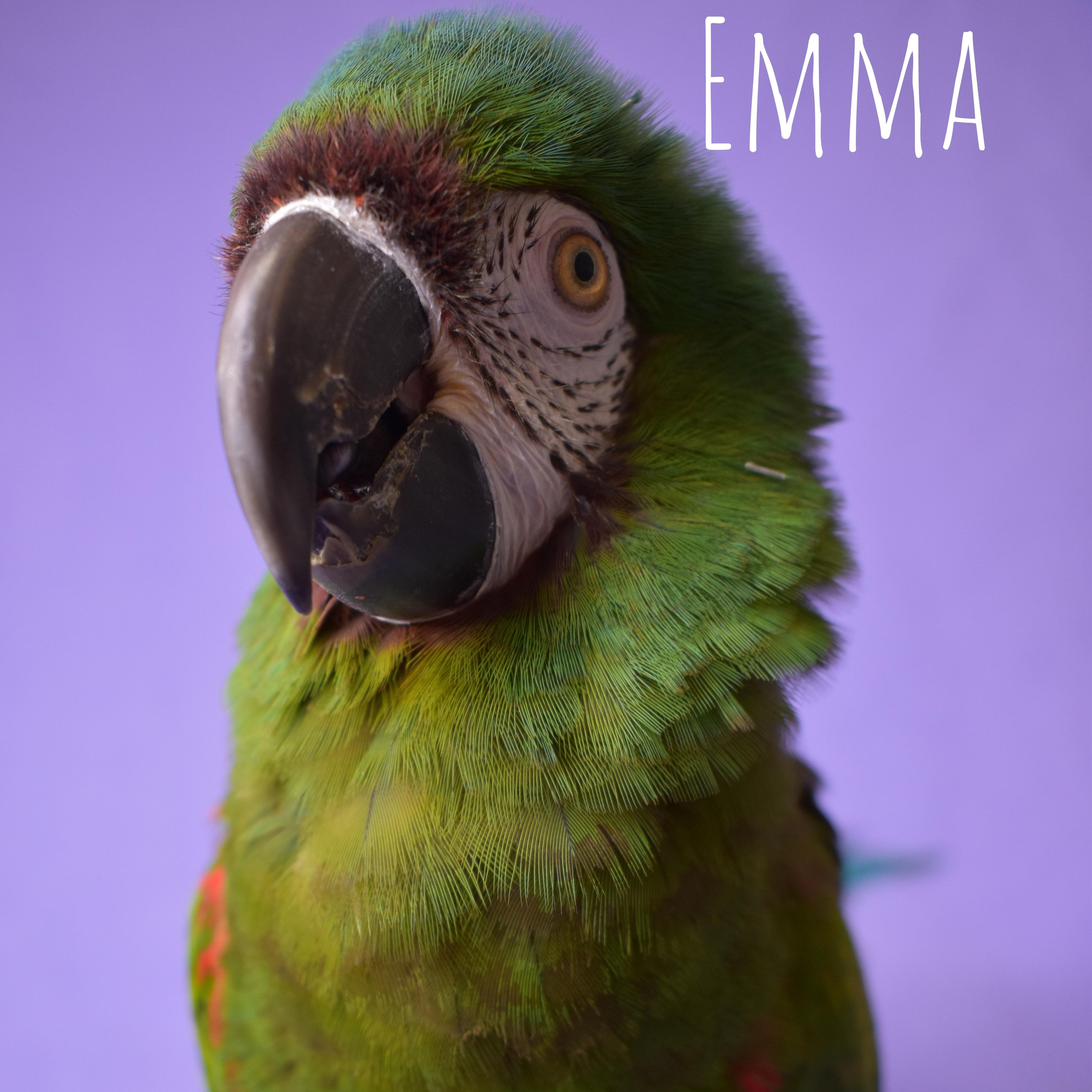 Emma, Adoptable, Adult Female Macaw.