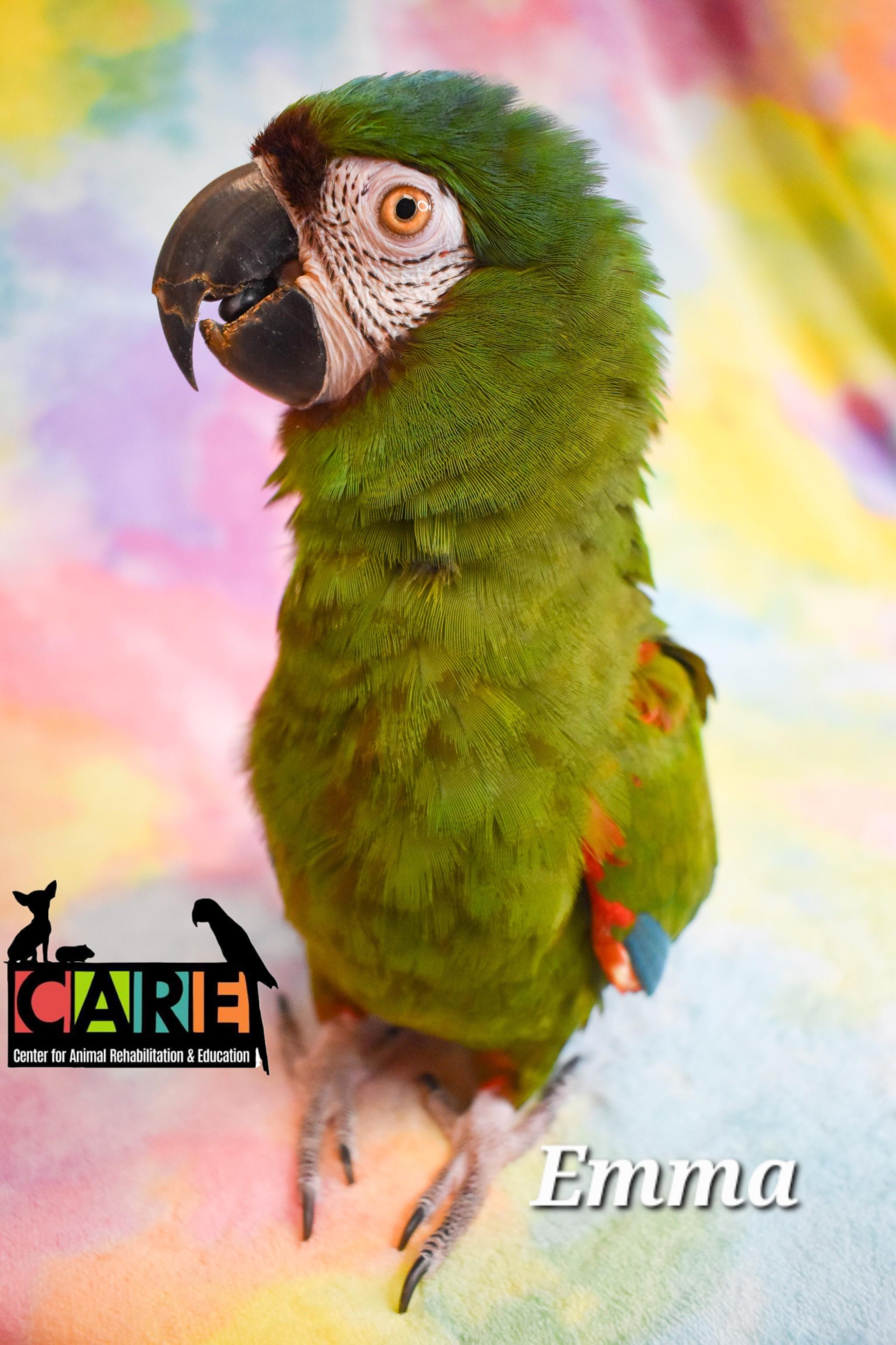 Enlarge Emma, a Adoptable Macaw in Waukesha, WI image 2/5