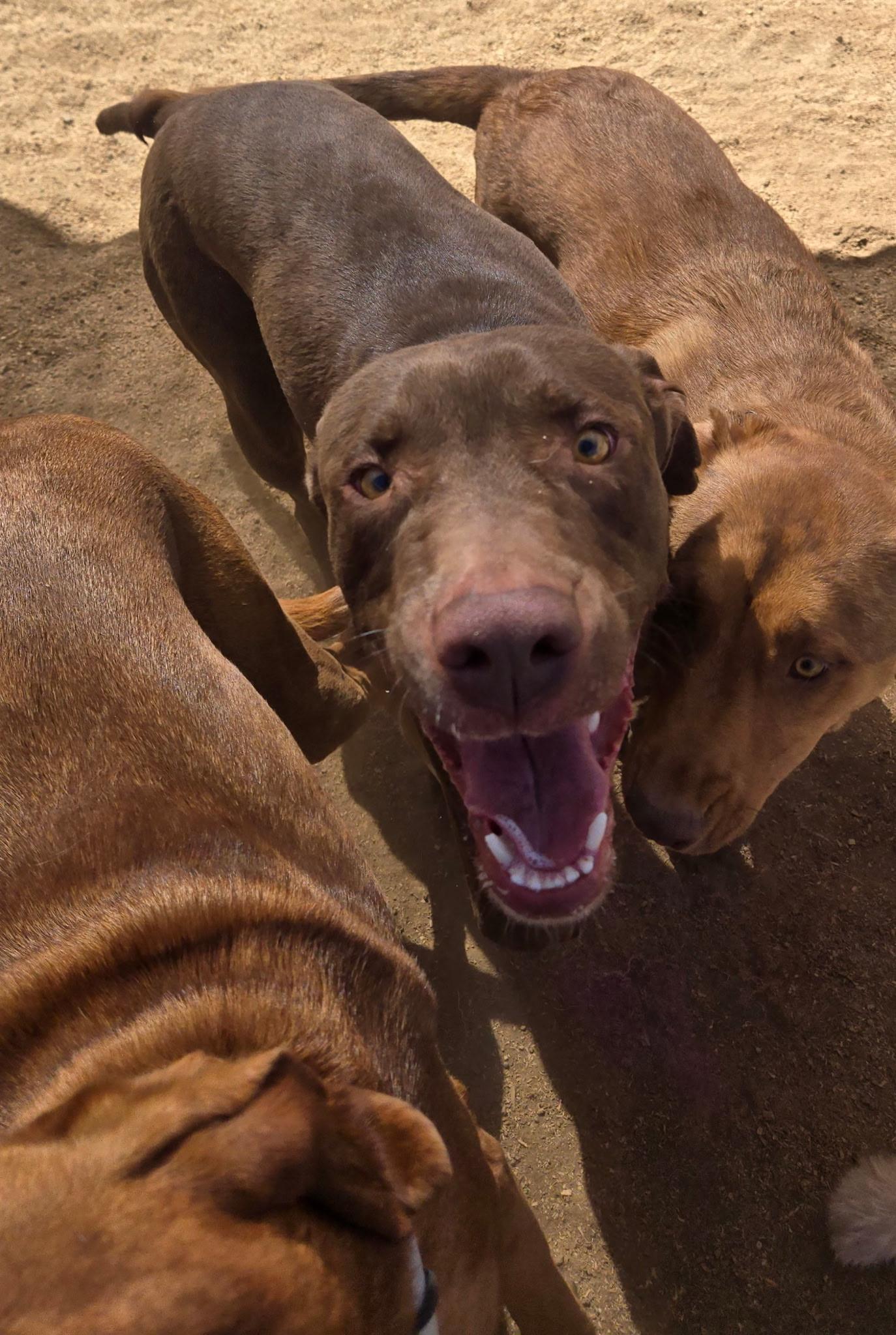 Enlarge Benny, a ADOPTABLE mixed breed in Flagstaff, AZ image 2/6