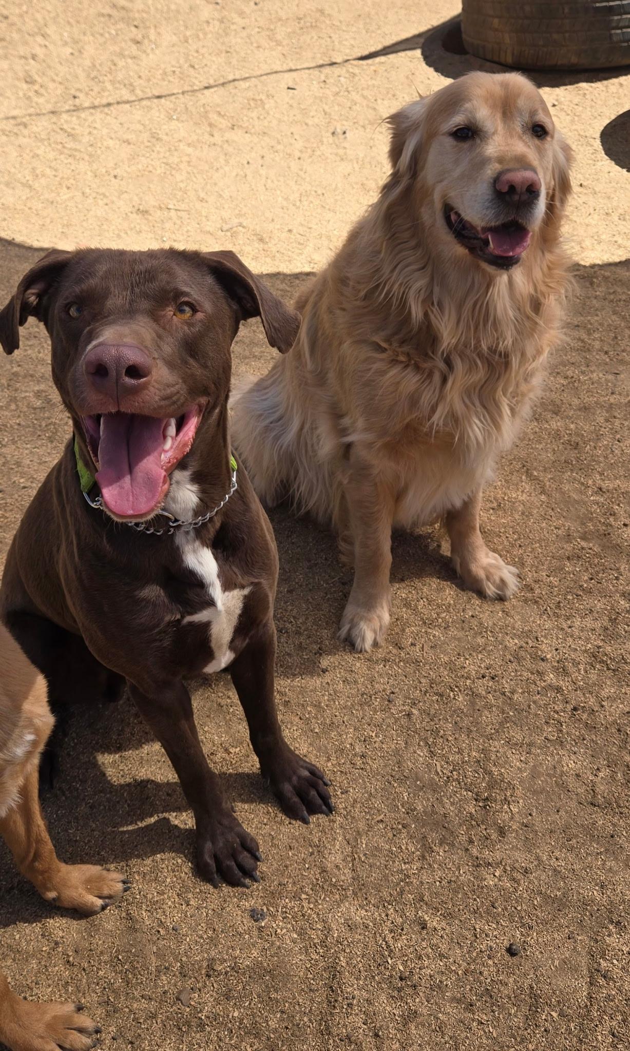 Enlarge Benny, a ADOPTABLE mixed breed in Flagstaff, AZ image 4/6