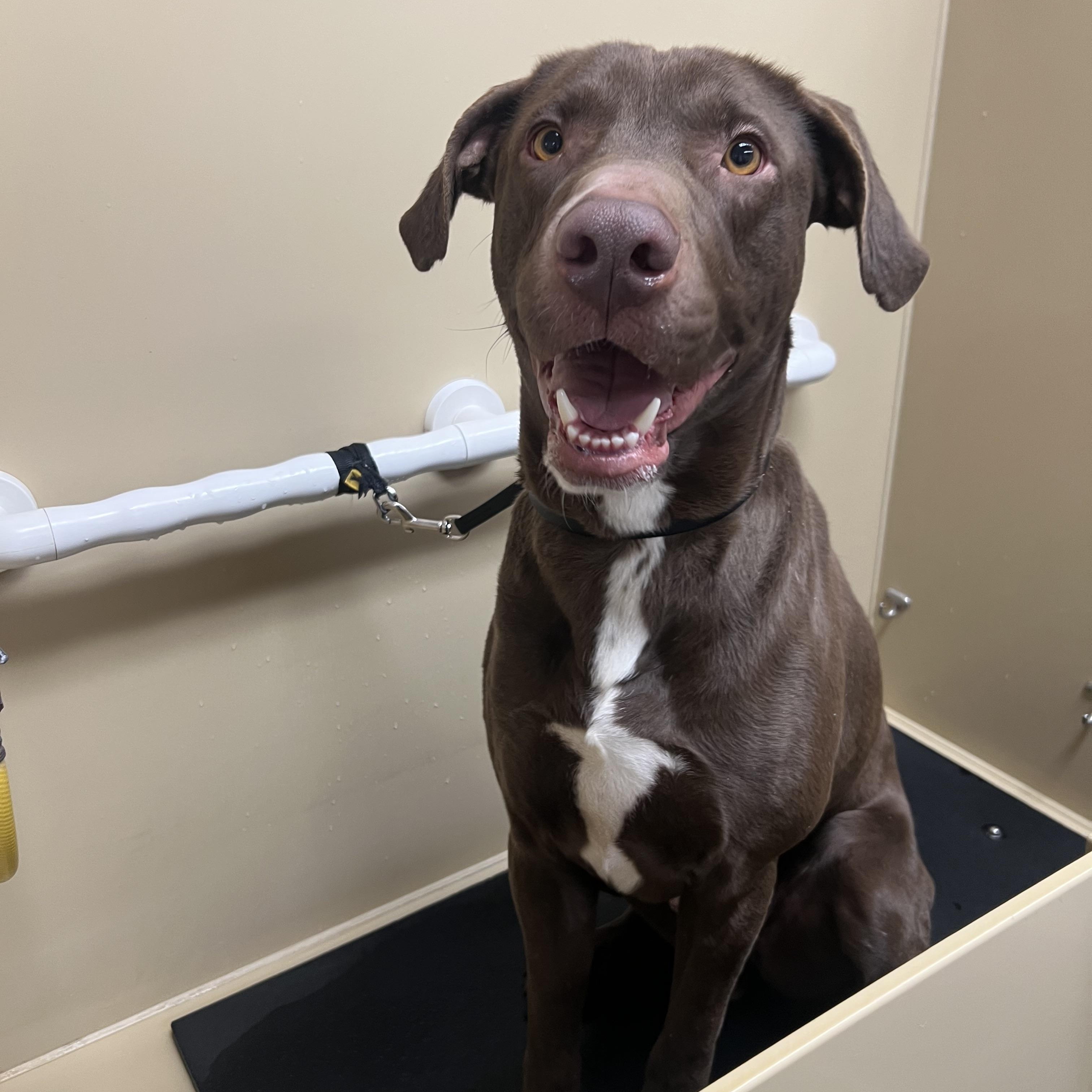 Enlarge Benny, a ADOPTABLE mixed breed in Flagstaff, AZ image 5/6