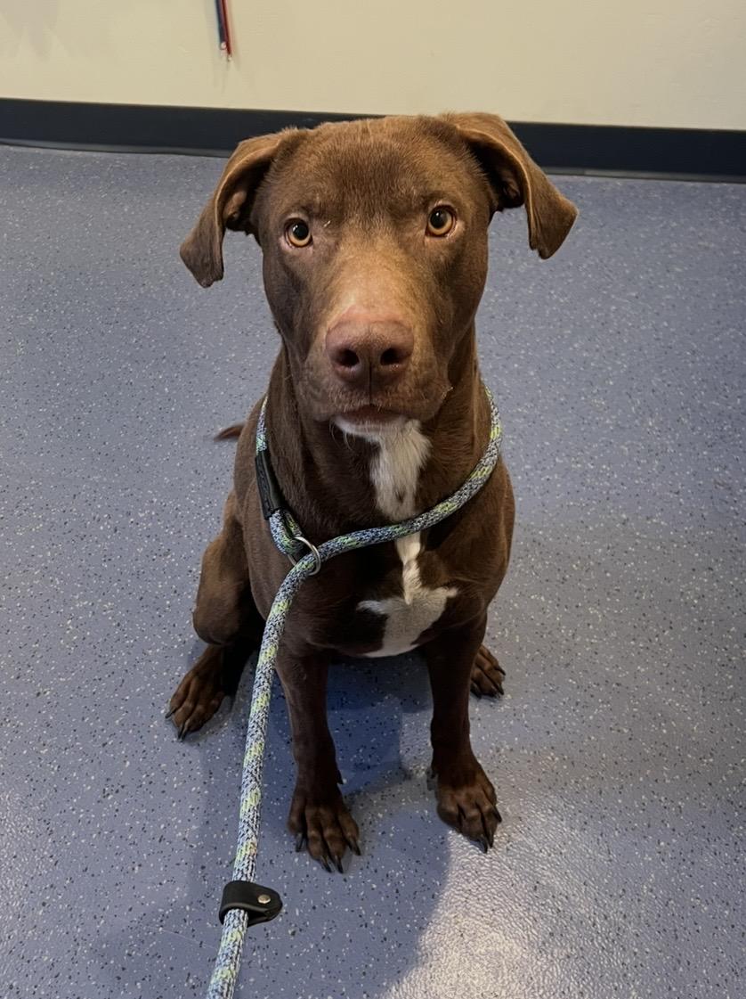 Enlarge Benny, a ADOPTABLE mixed breed in Flagstaff, AZ image 1/6