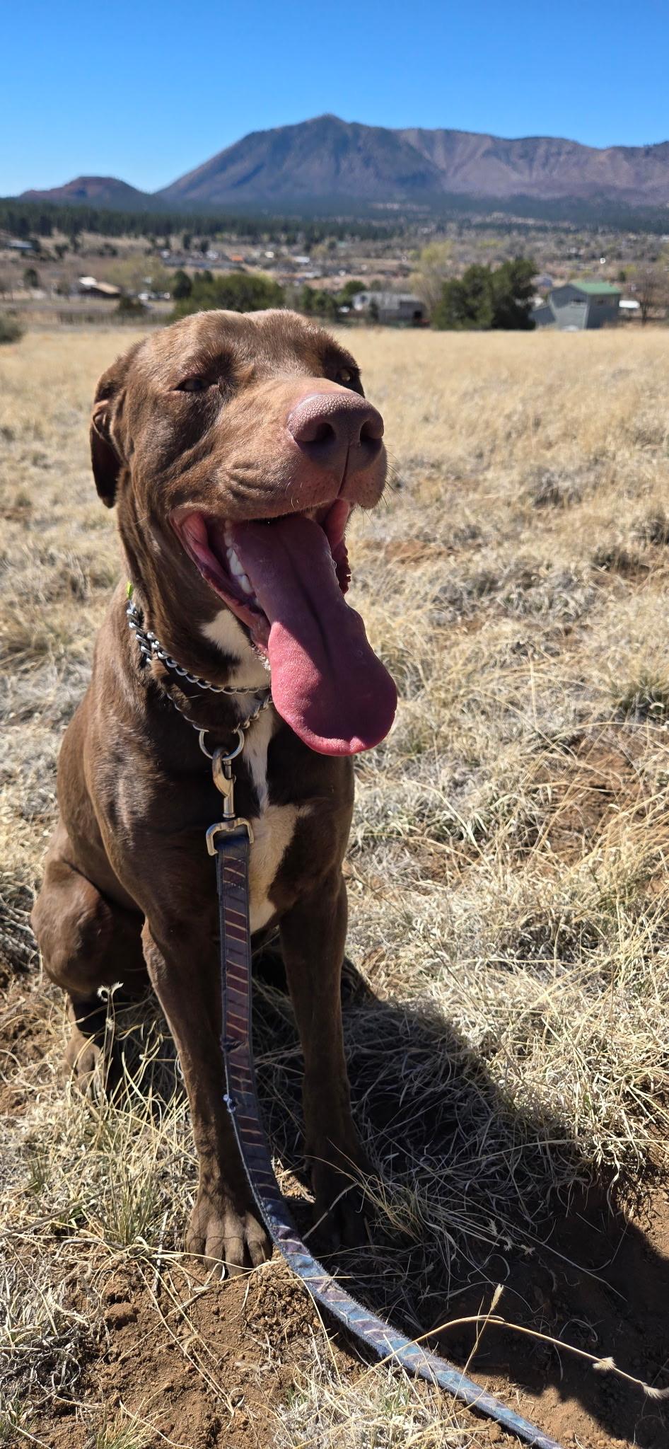 Enlarge Benny, a ADOPTABLE mixed breed in Flagstaff, AZ image 6/6