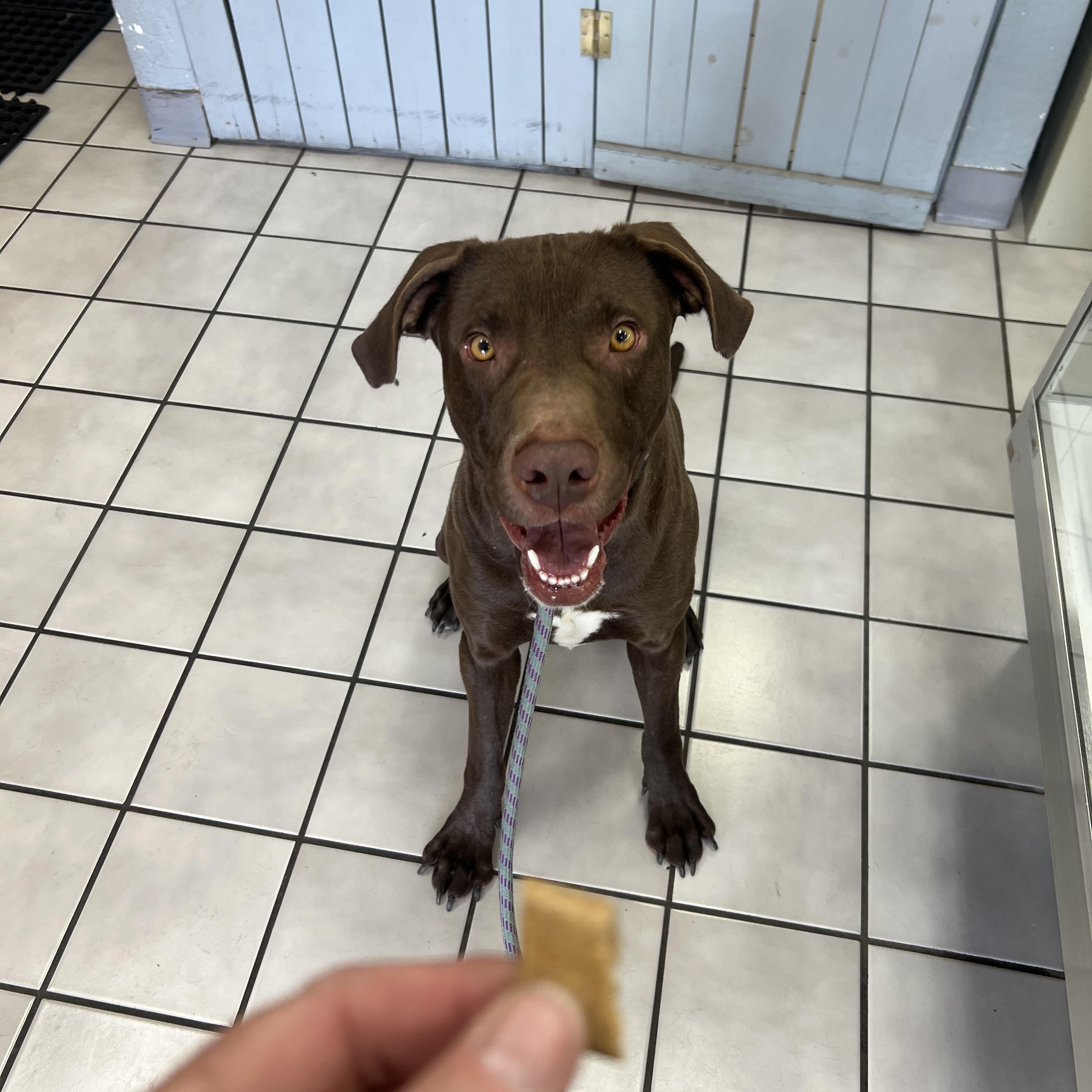 Enlarge Benny, a ADOPTABLE mixed breed in Flagstaff, AZ image 3/6
