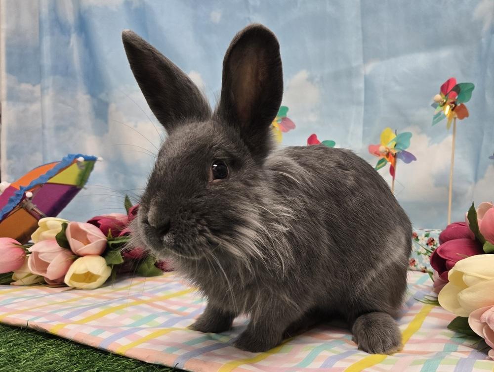 Anthony, a Adoptable mixed breed in Westford, MA image 2/6