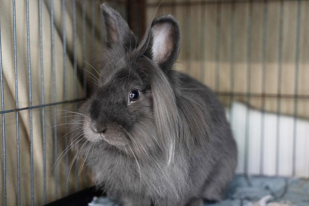 Enlarge Anthony, a Adoptable mixed breed in Westford, MA image 4/6