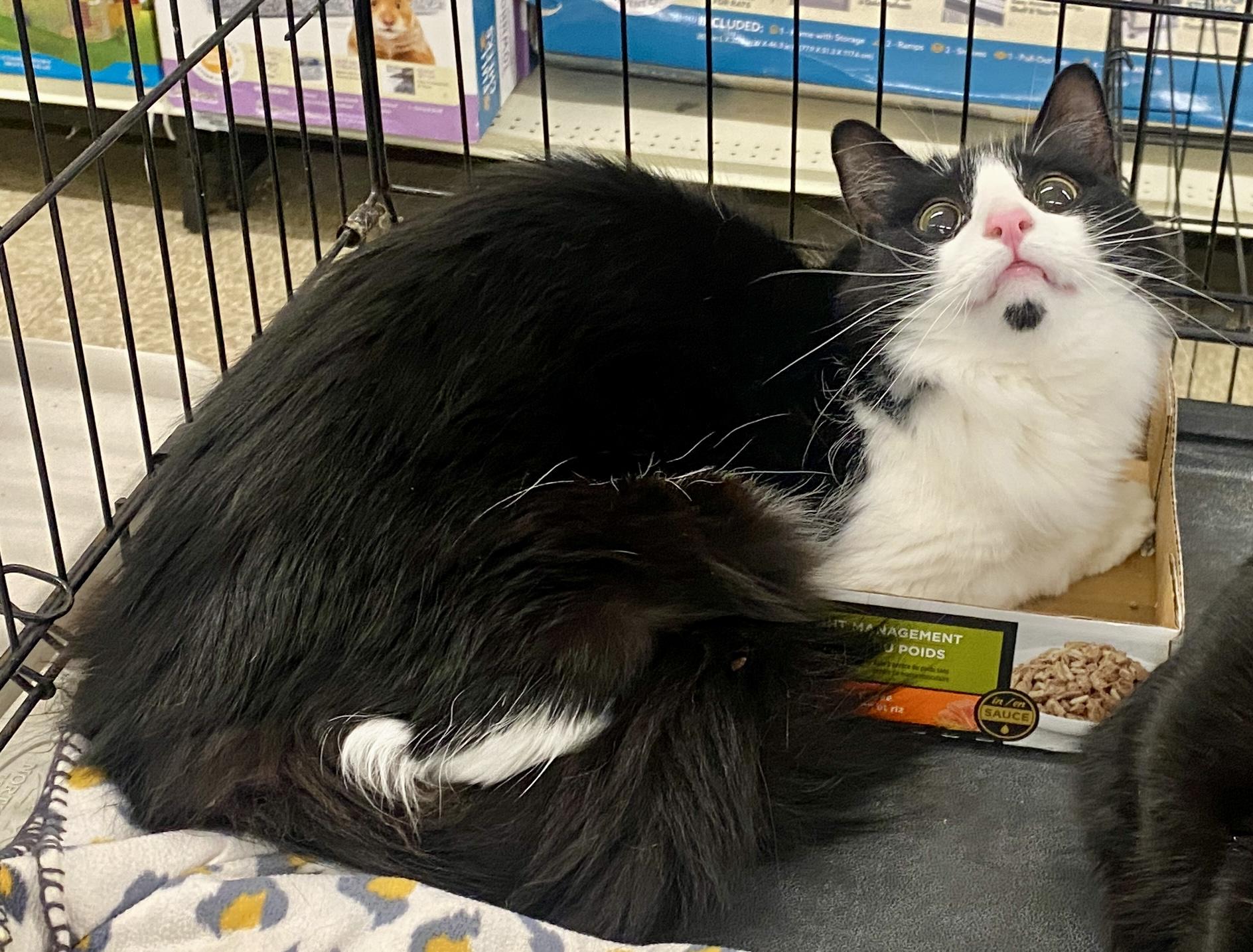 Enlarge Dice, a ADOPTABLE mixed breed in Red Bank, NJ image 2/3