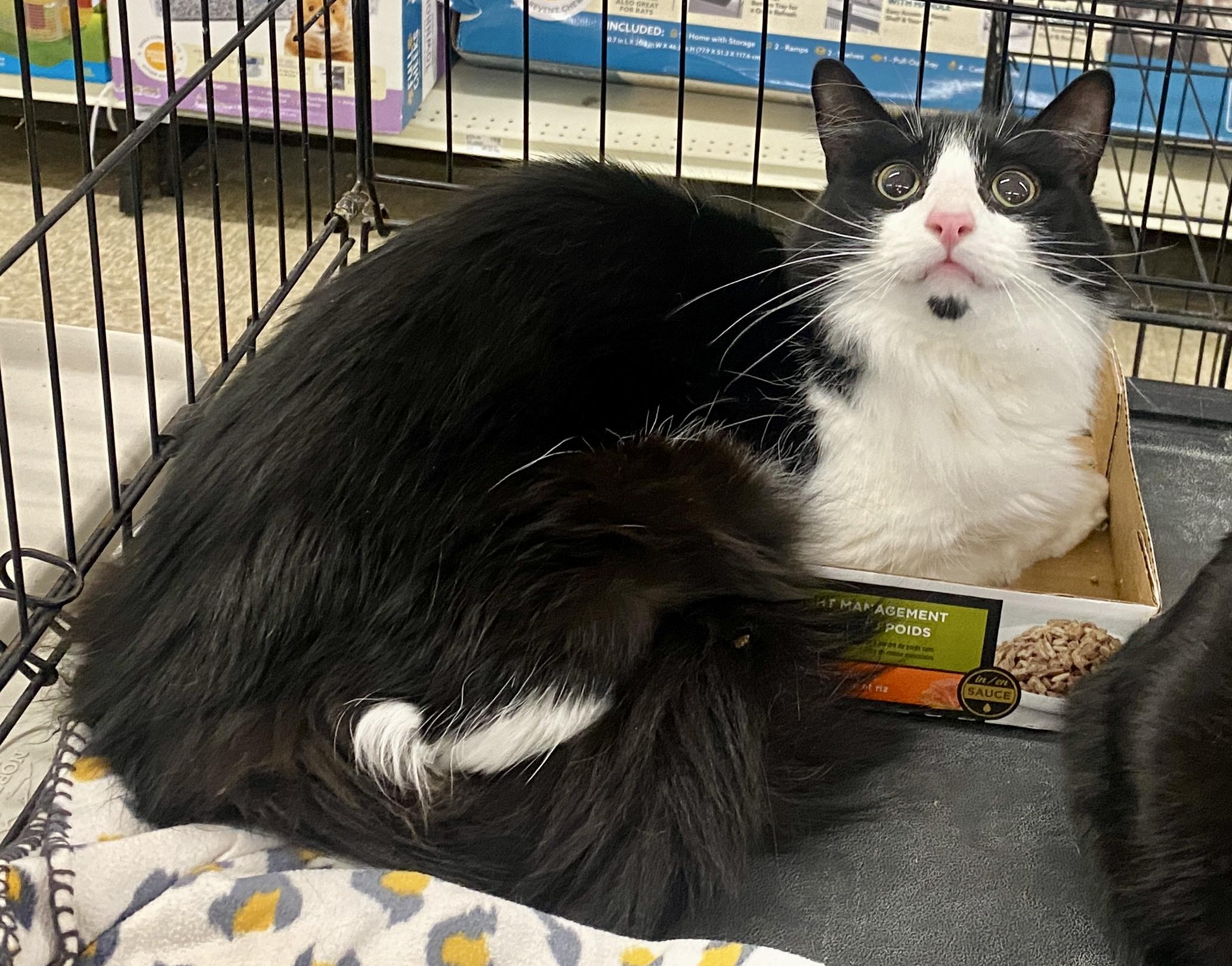 Dice, ADOPTABLE, Adult Male Domestic Long Hair & Domestic Medium Hair.