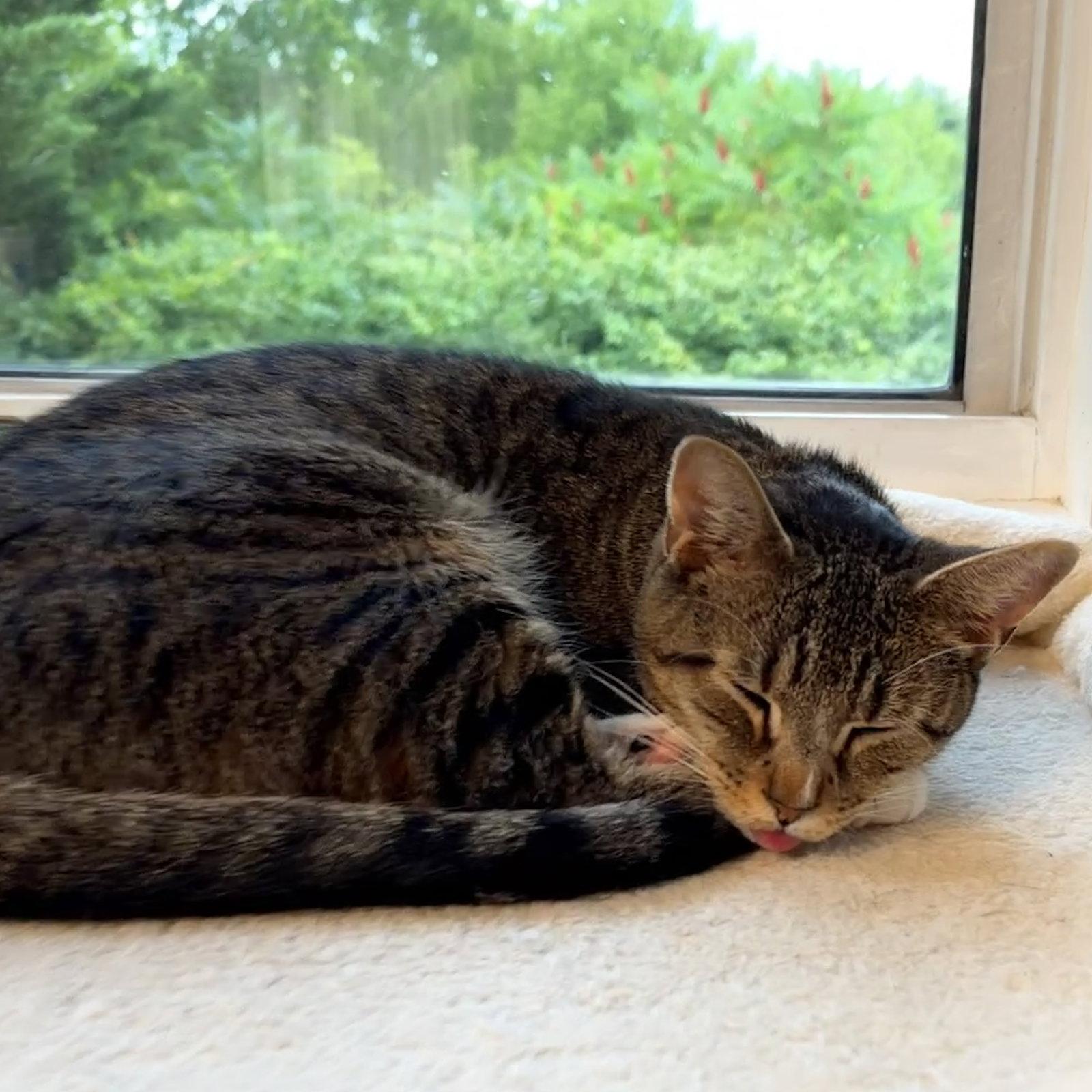 Chicken, Adoptable, Adult Female Domestic Short Hair.